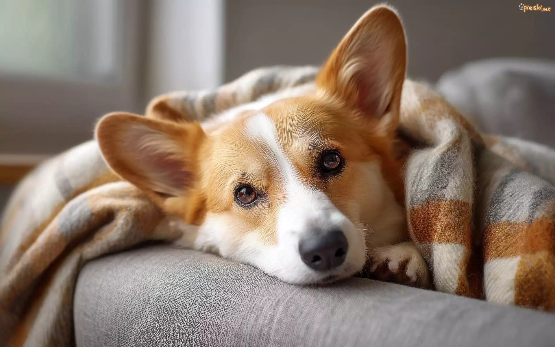 Pies, Welsh corgi pembroke, Głowa, Koc, Grafika AI
