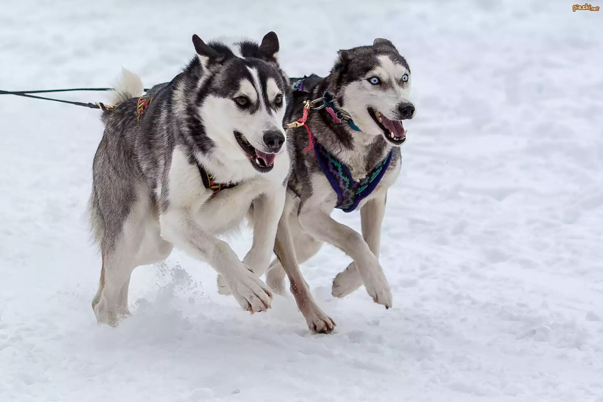 Psy, Alaskan malamute, Siberian husky, Zaprzęg, Bieg, Śnieg