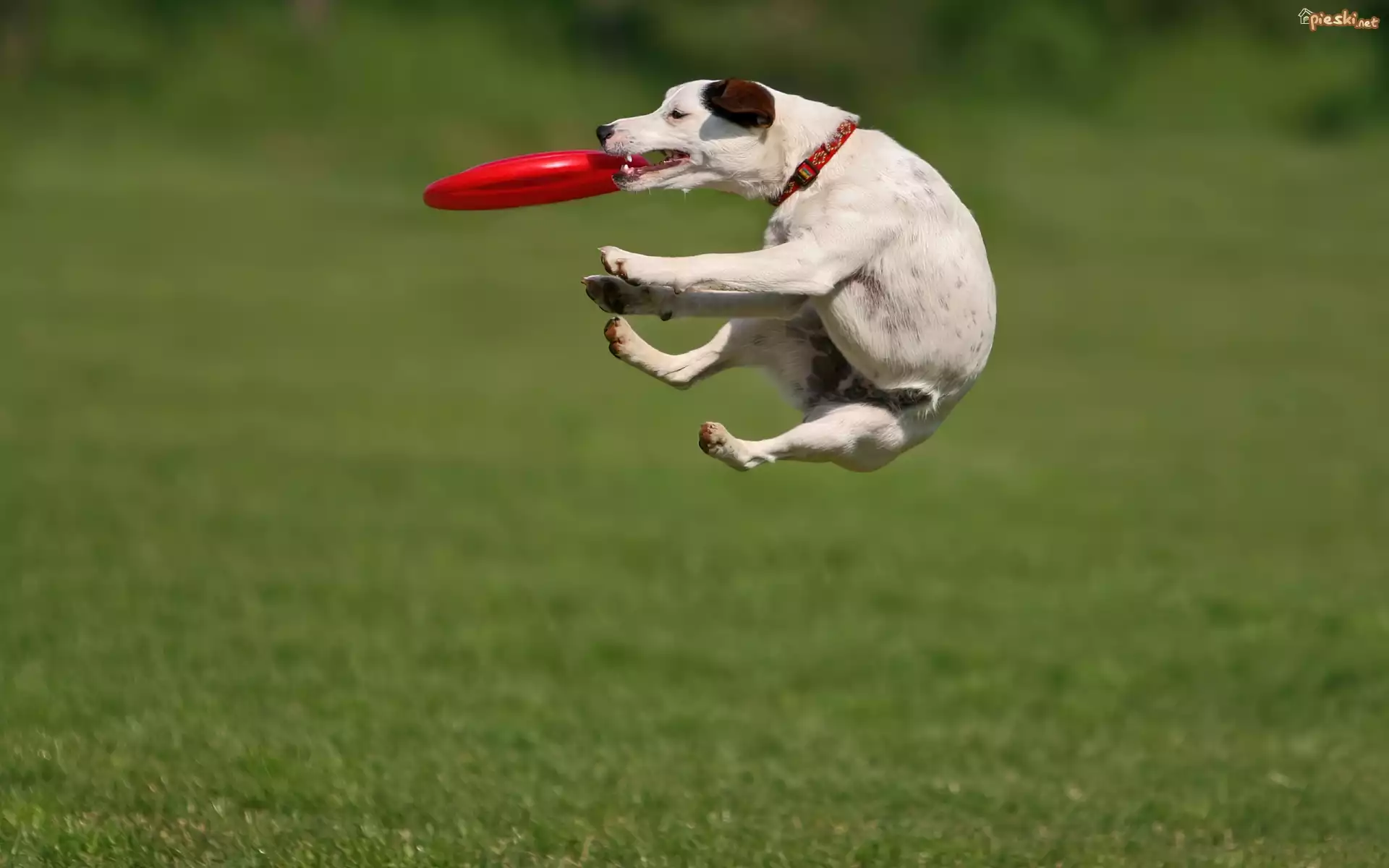 Piesek, Łapiacy, Frisbie