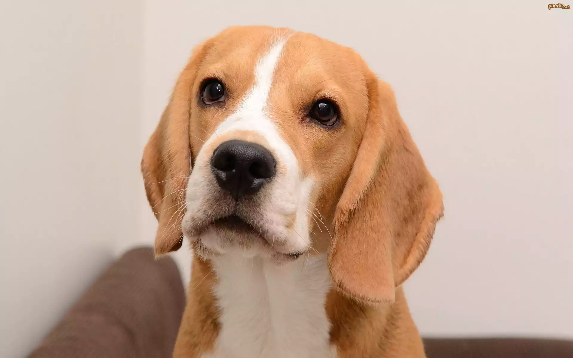 Beagle, Mordka