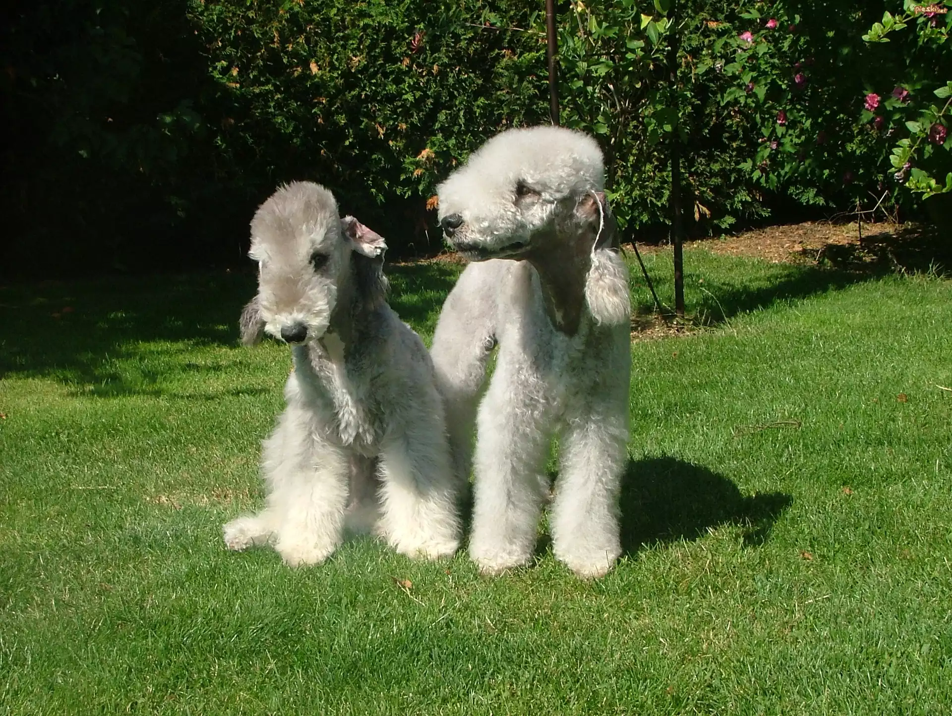 dwa, Bedlington Terriery