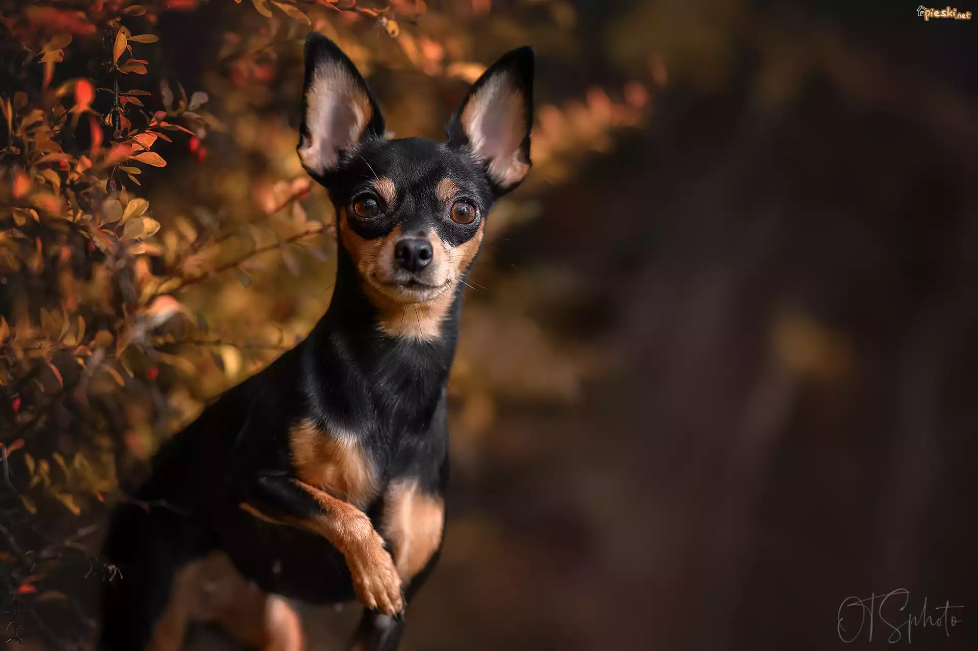 Chihuahua, Pies, Krzew, Berberys