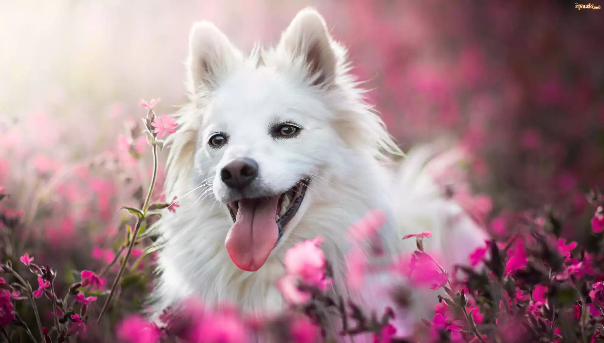 Biały, Pies, Kwiaty, Rozmycie