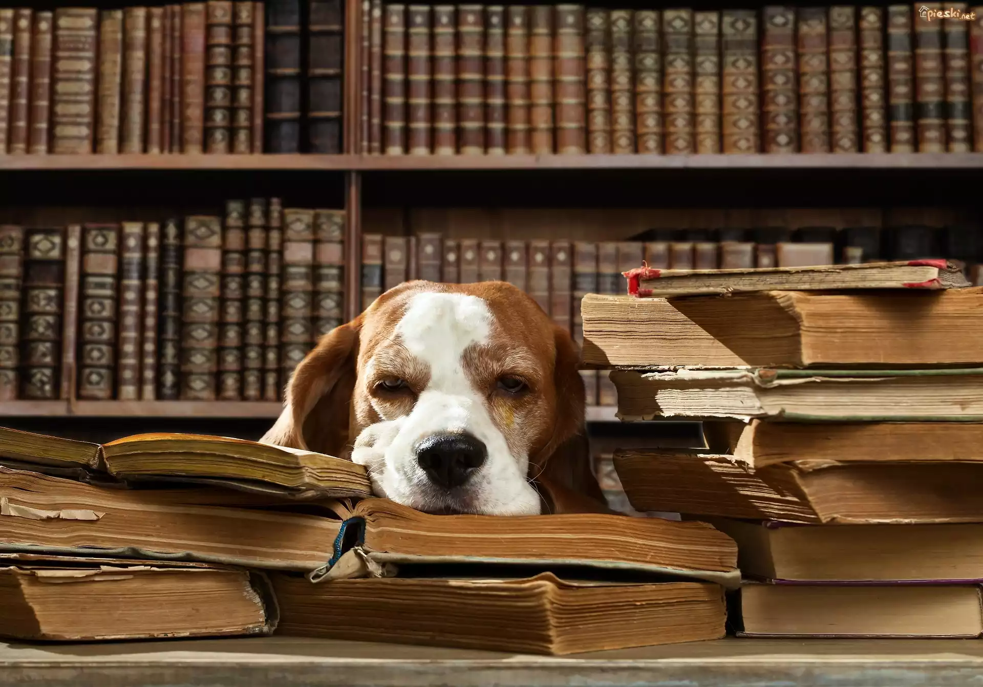 Śpiący, Pies, Książki, Biblioteczka, Śmieszne