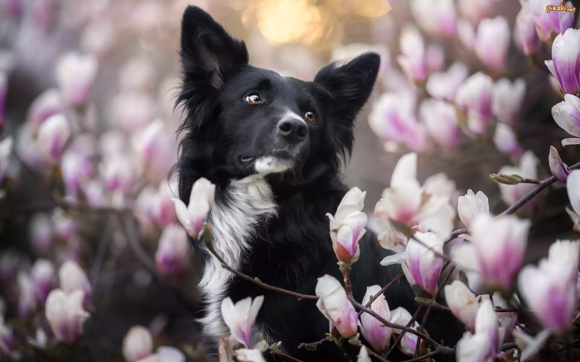 Pies, Border collie, Kwiaty, Magnolia