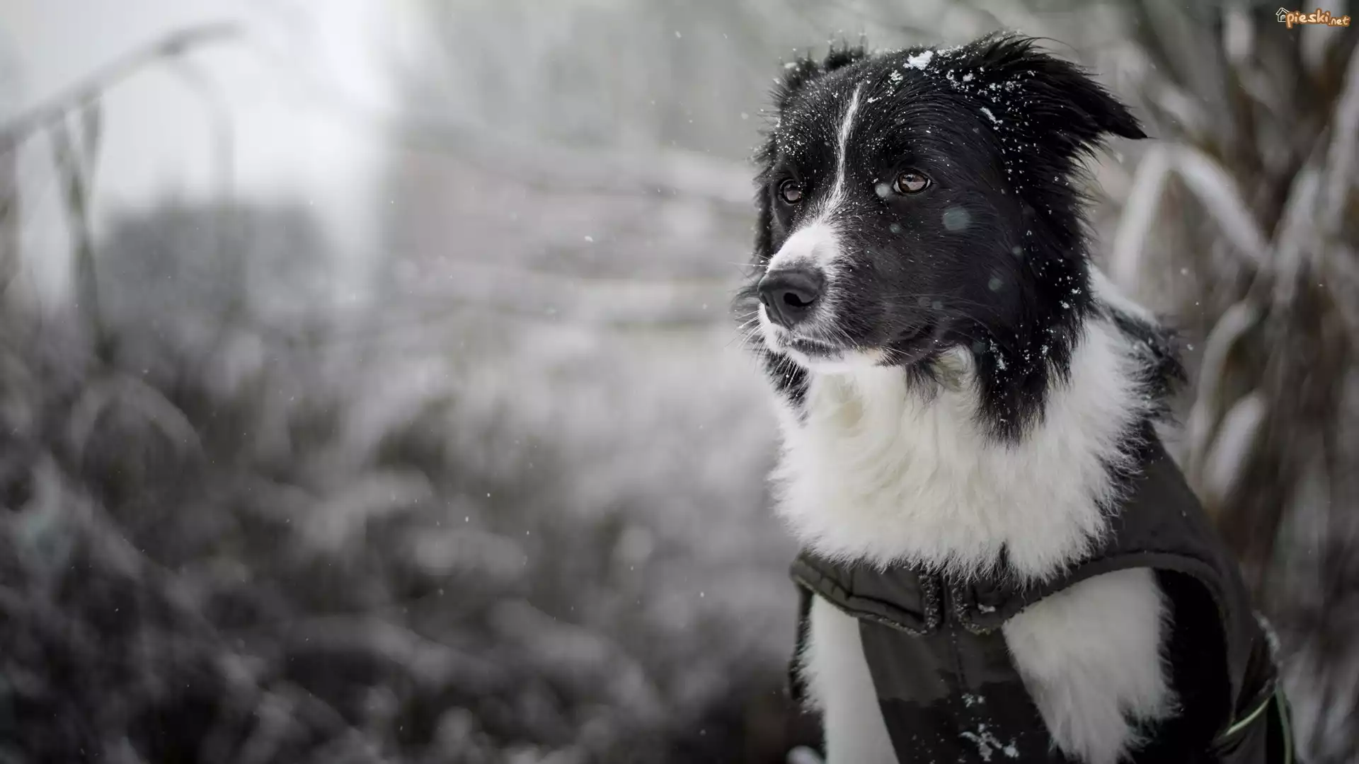Pies, Border collie, Mordka, Śnieg, Rozmyte, Tło