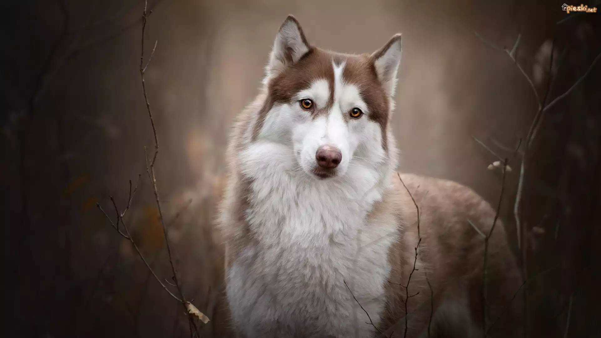 Brązowo-biały, Pies, Siberian husky