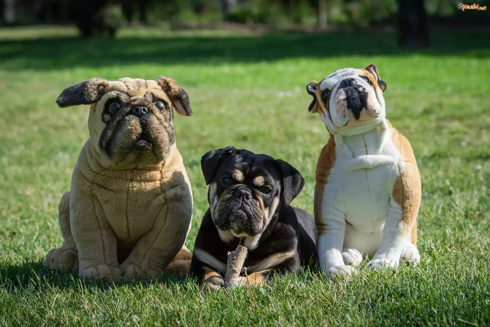 Pies, Buldog, Pluszowe, Dwa, Psy