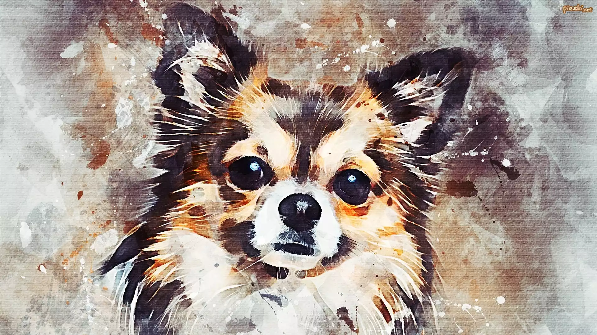 Pies, Chihuahua, Grafika