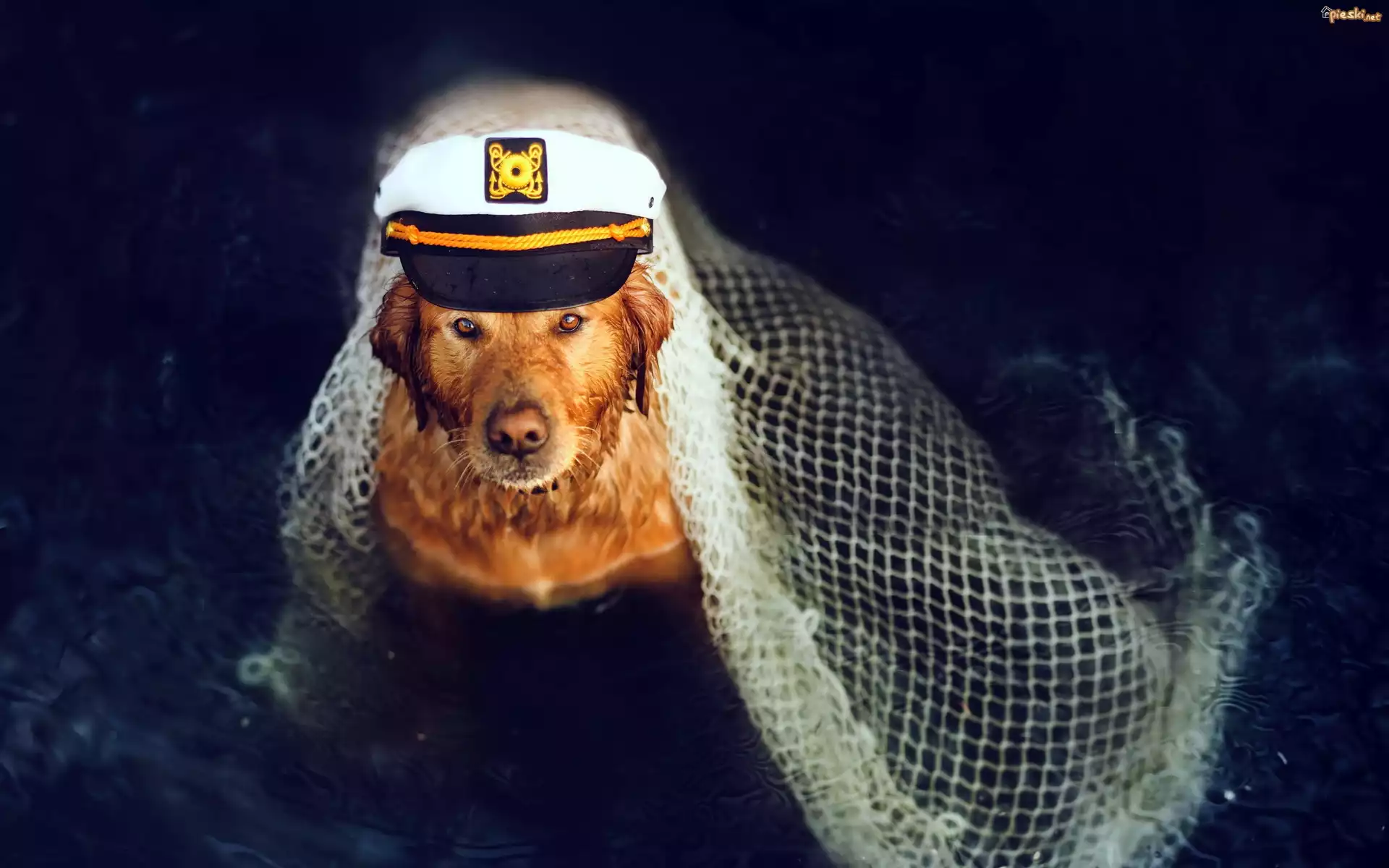 Pies, Golden retriever, Czapka, Kapitan