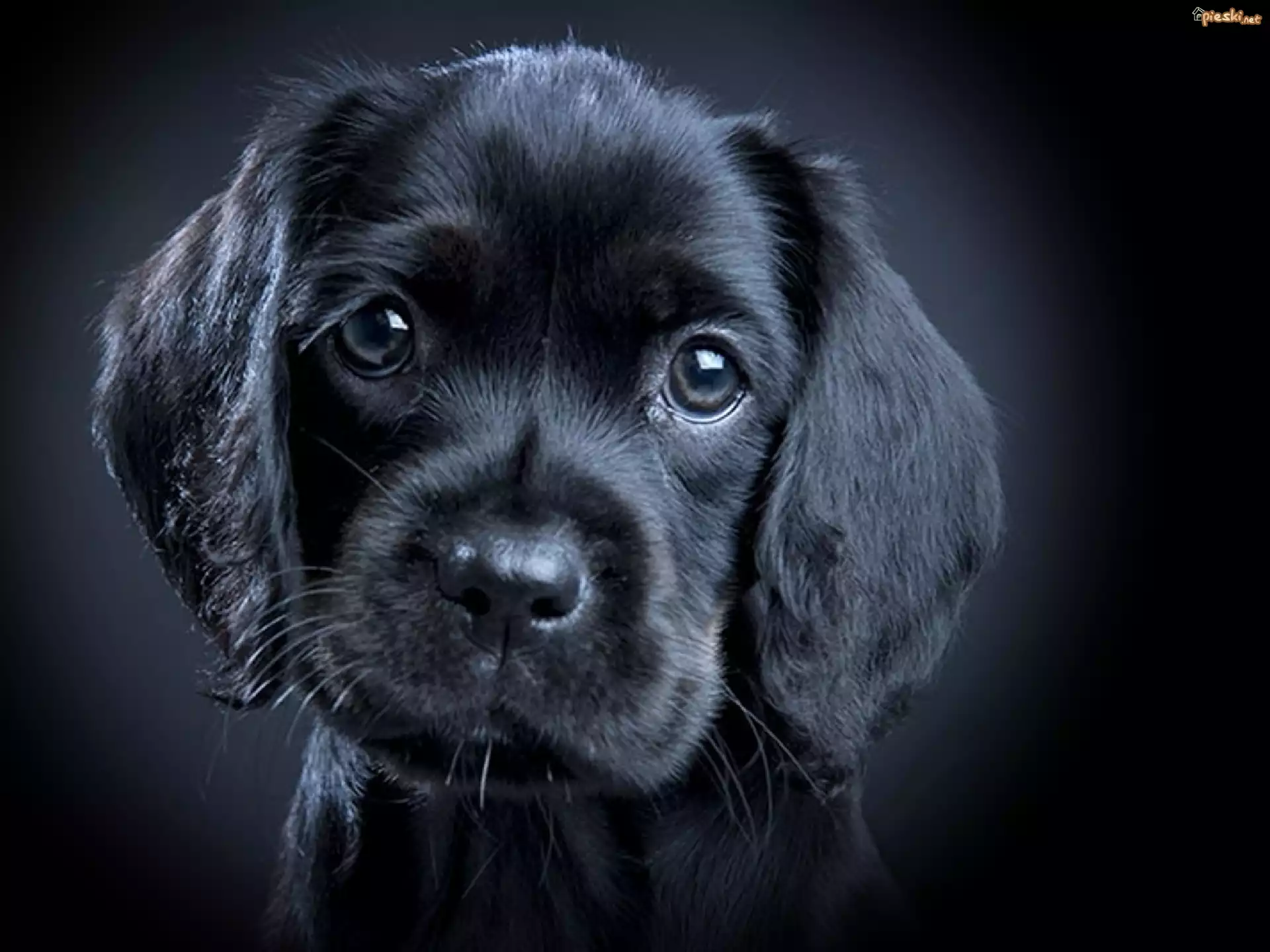 Mały, Czarny, Szczeniaczek, Labrador Retriever