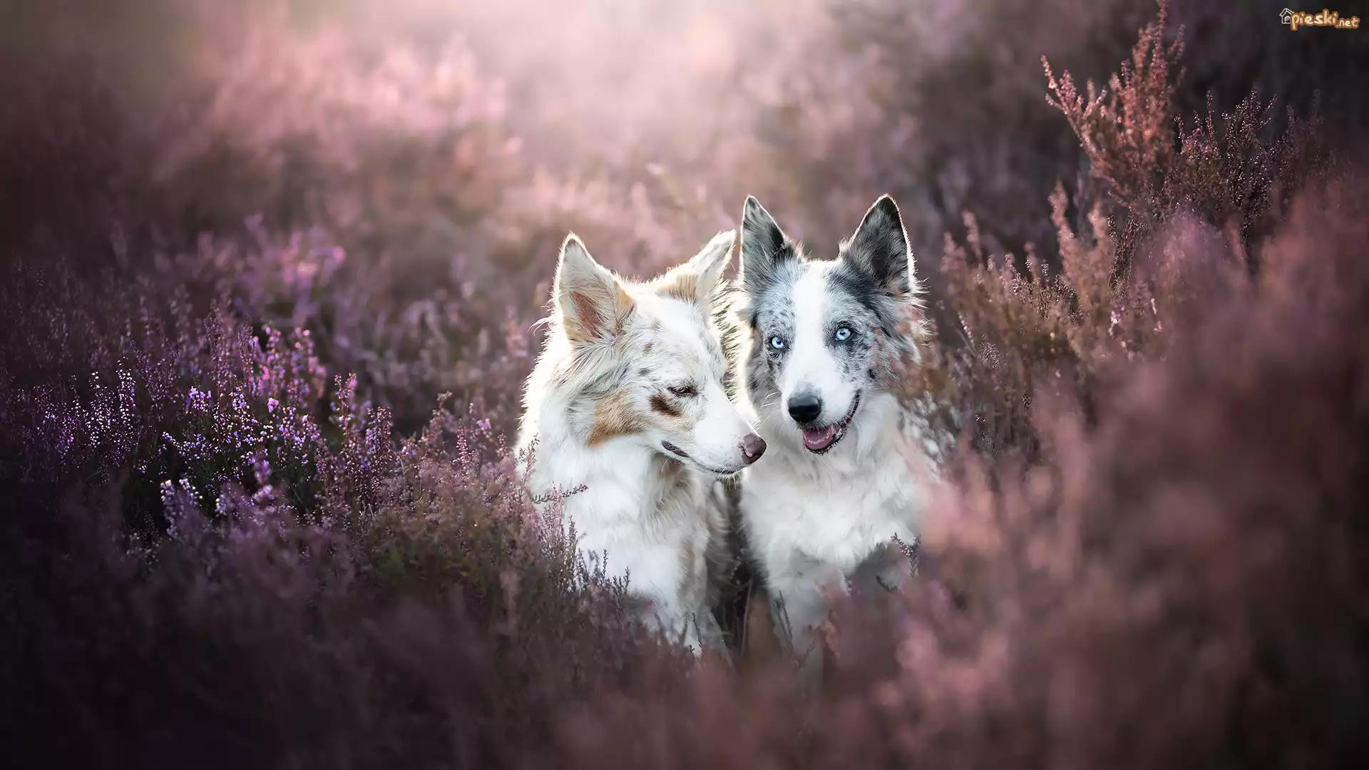 Dwa, Psy, Border collie, Wrzosy