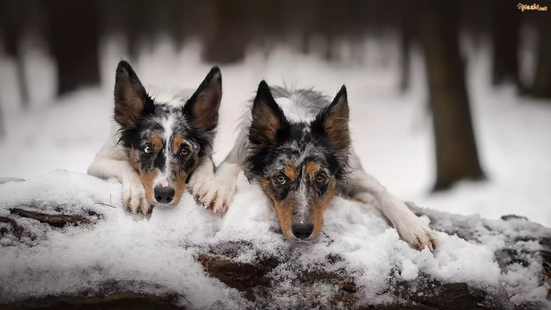 Dwa, Psy, Border collie, Drzewo, Śnieg
