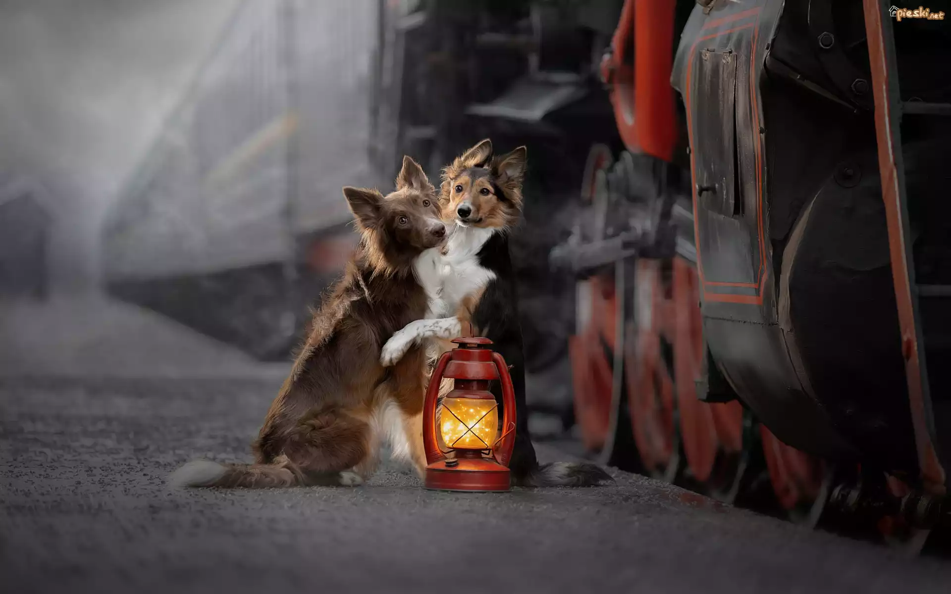 Dwa, Psy, Border collie, Lampa, Pociąg