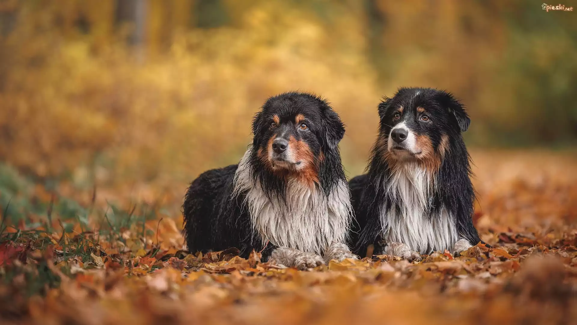 Psy, Dwa, Leżące, Owczarki australijskie