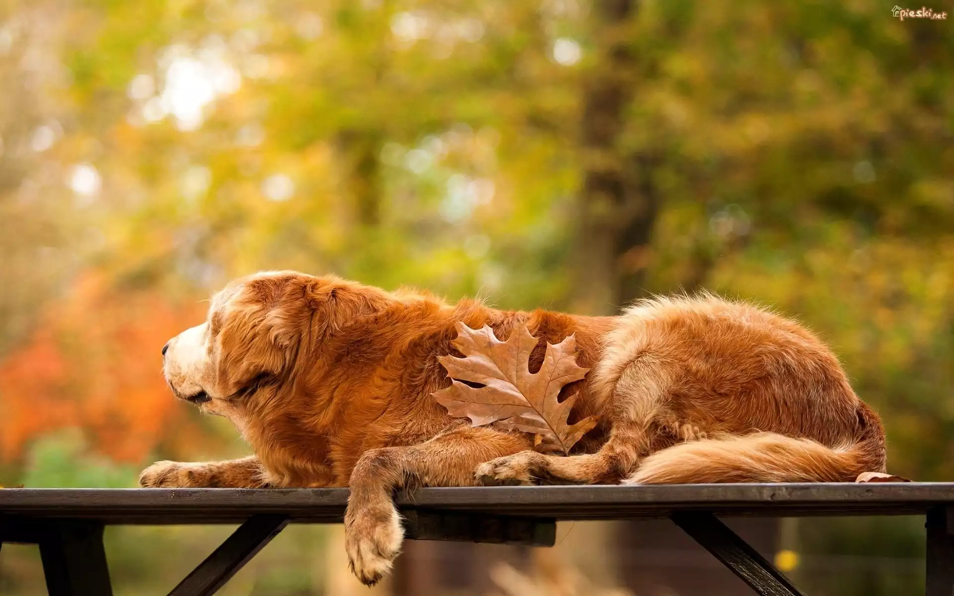 Golden, Retriever, Park, Ławka, Liść