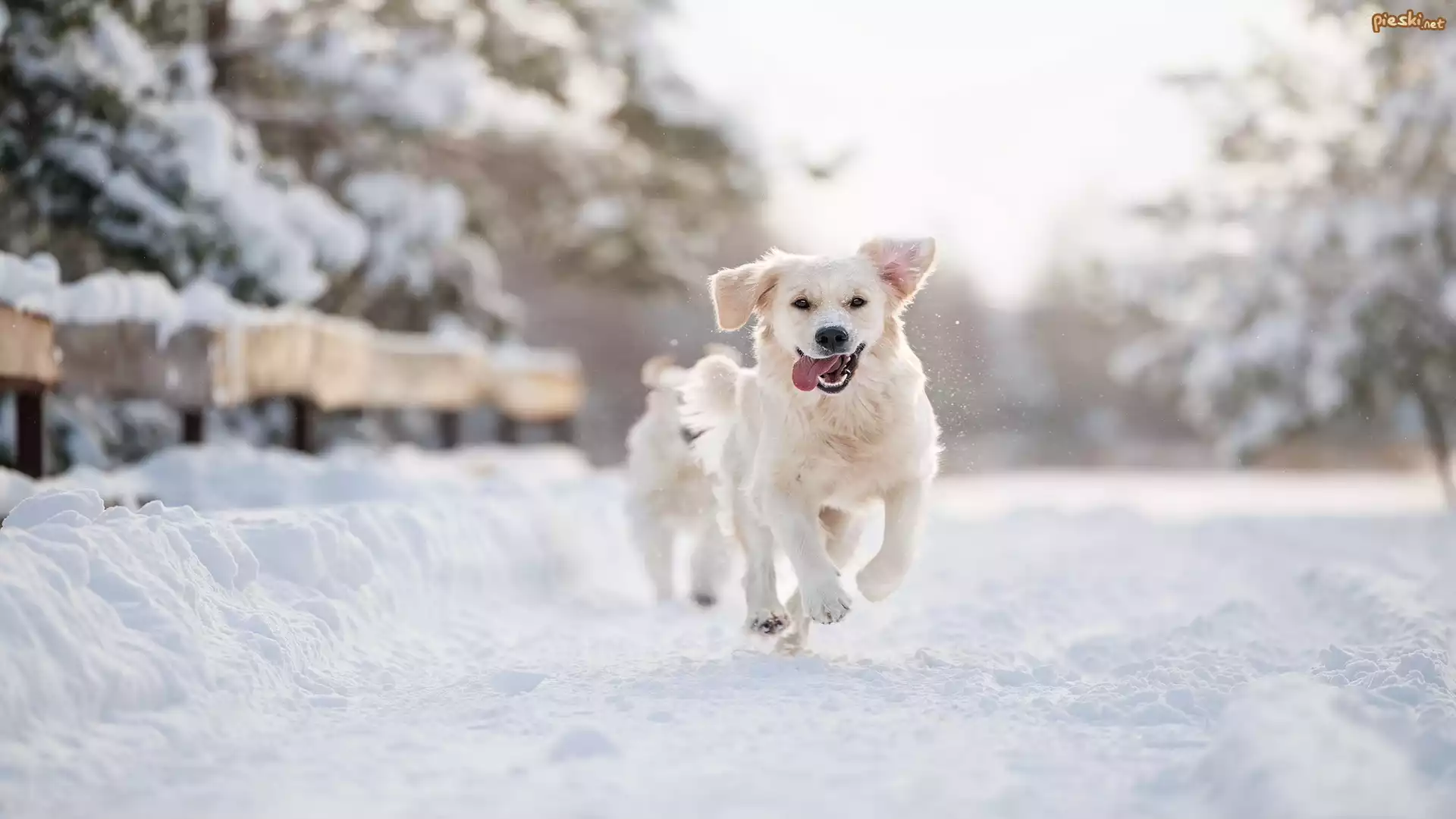 Pies, Golden retriever, Zima, Śnieg