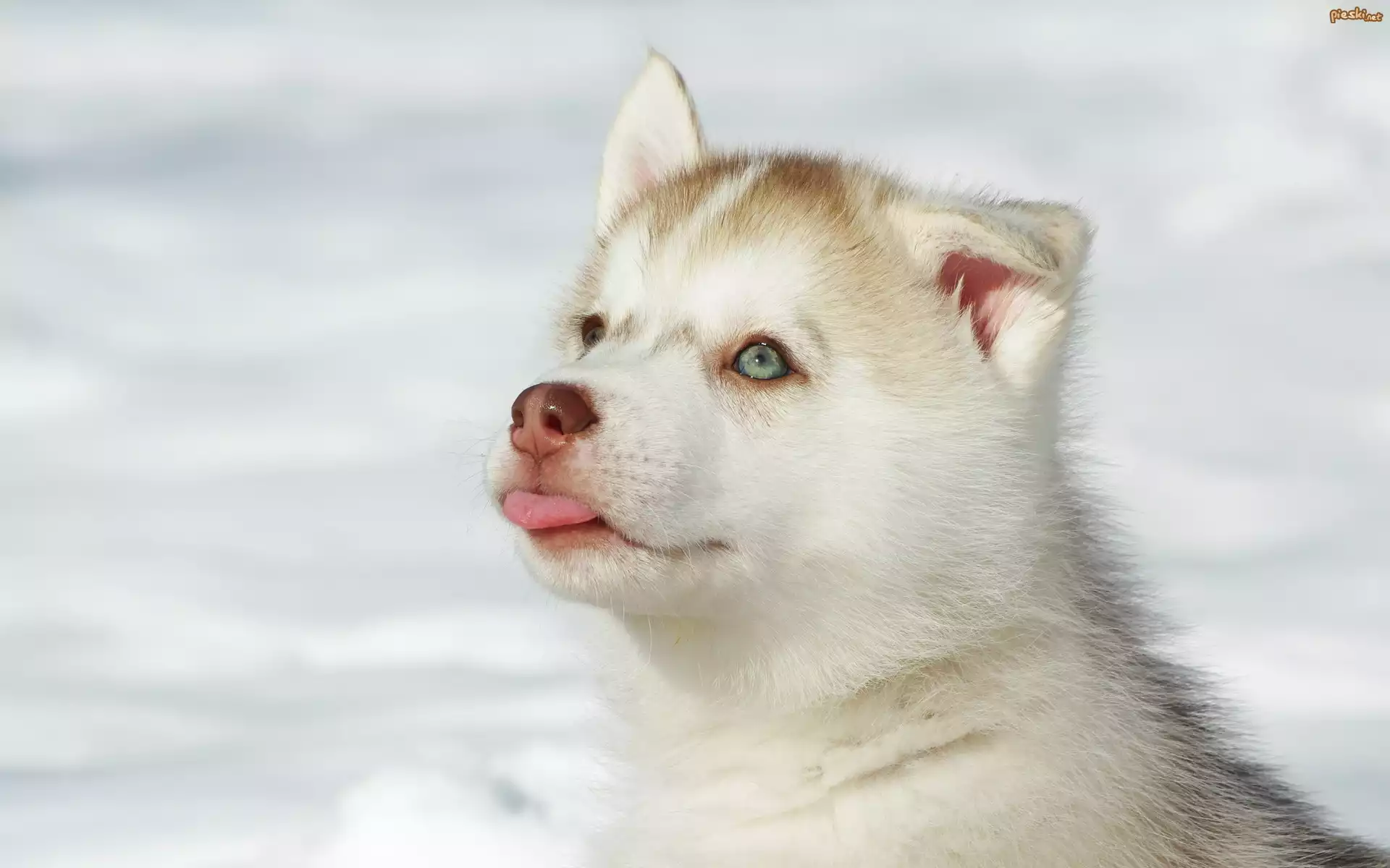 Husky, Szczeniak, Języczek, Śnieg