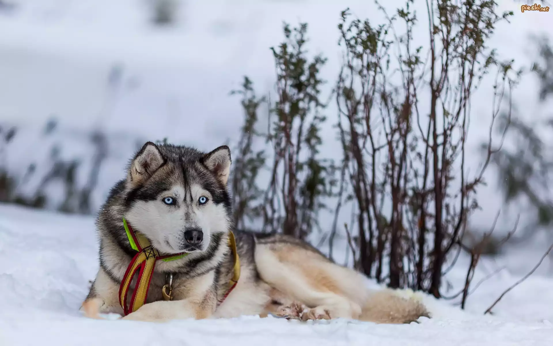 Siberian husky, Śnieg
