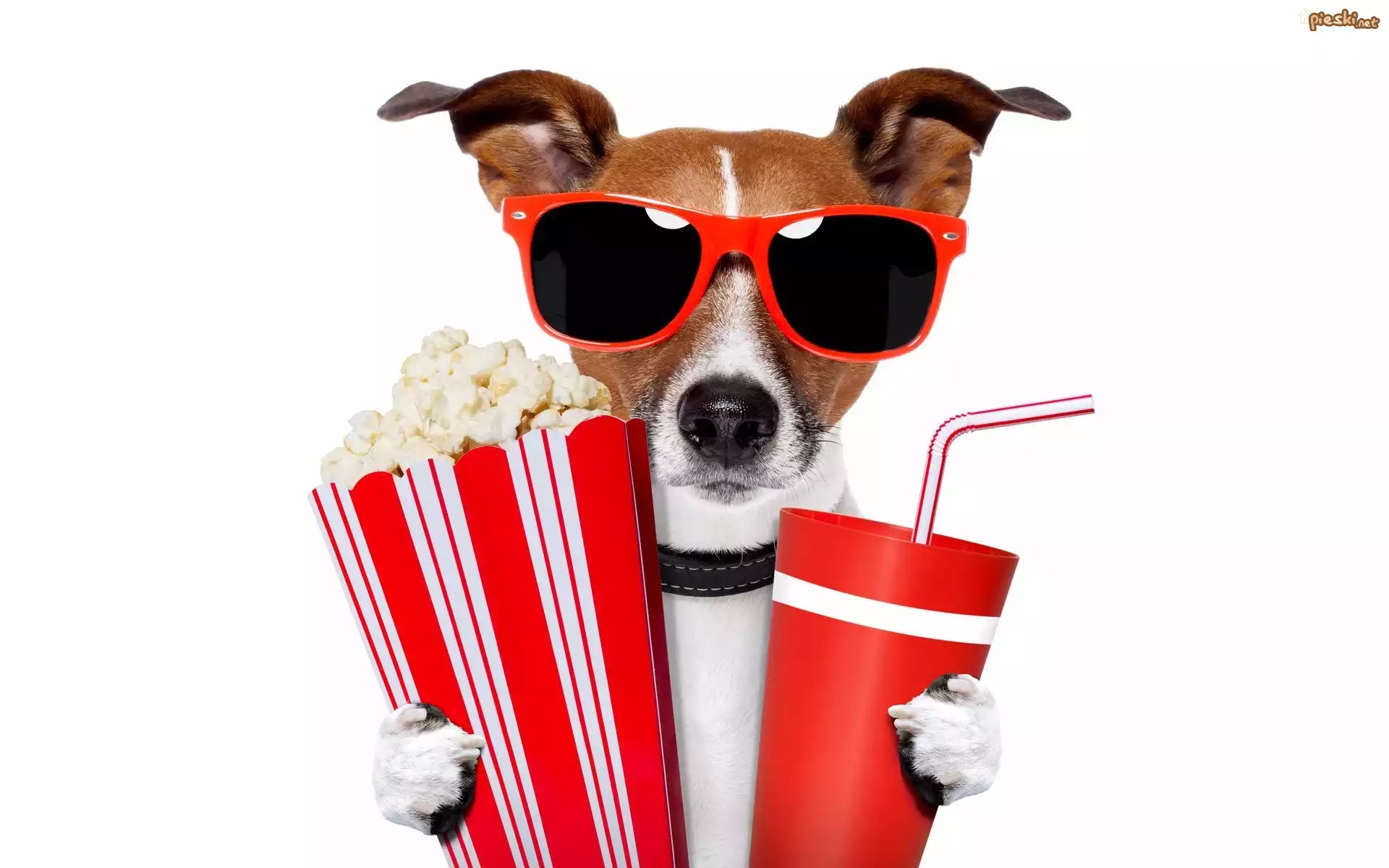 Pies, Jack Russell terrier, Okulary, Napój, Popcorn