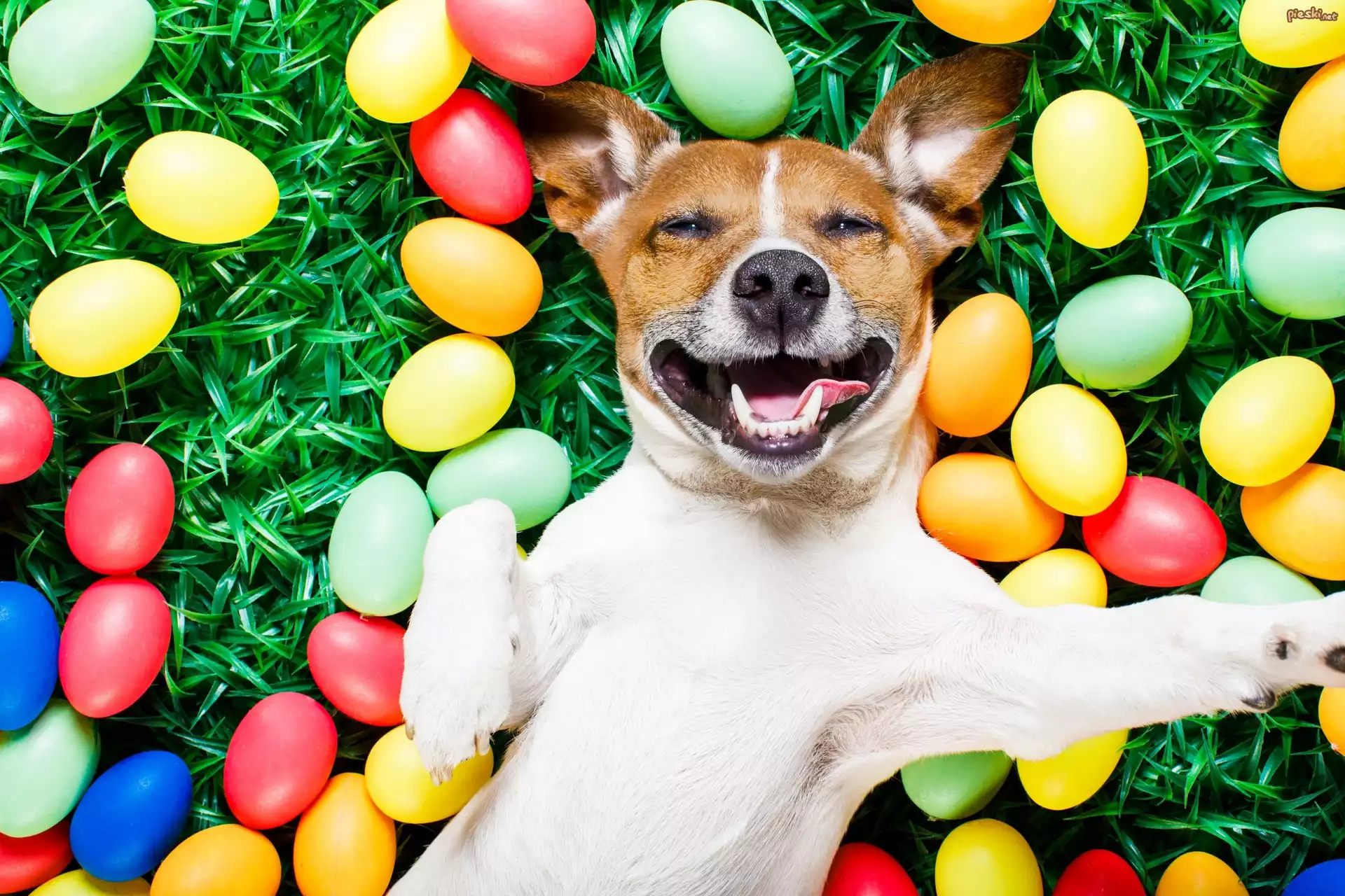Pies, Jack Russell Terrier, Jaja, Malowane, Wielkanoc