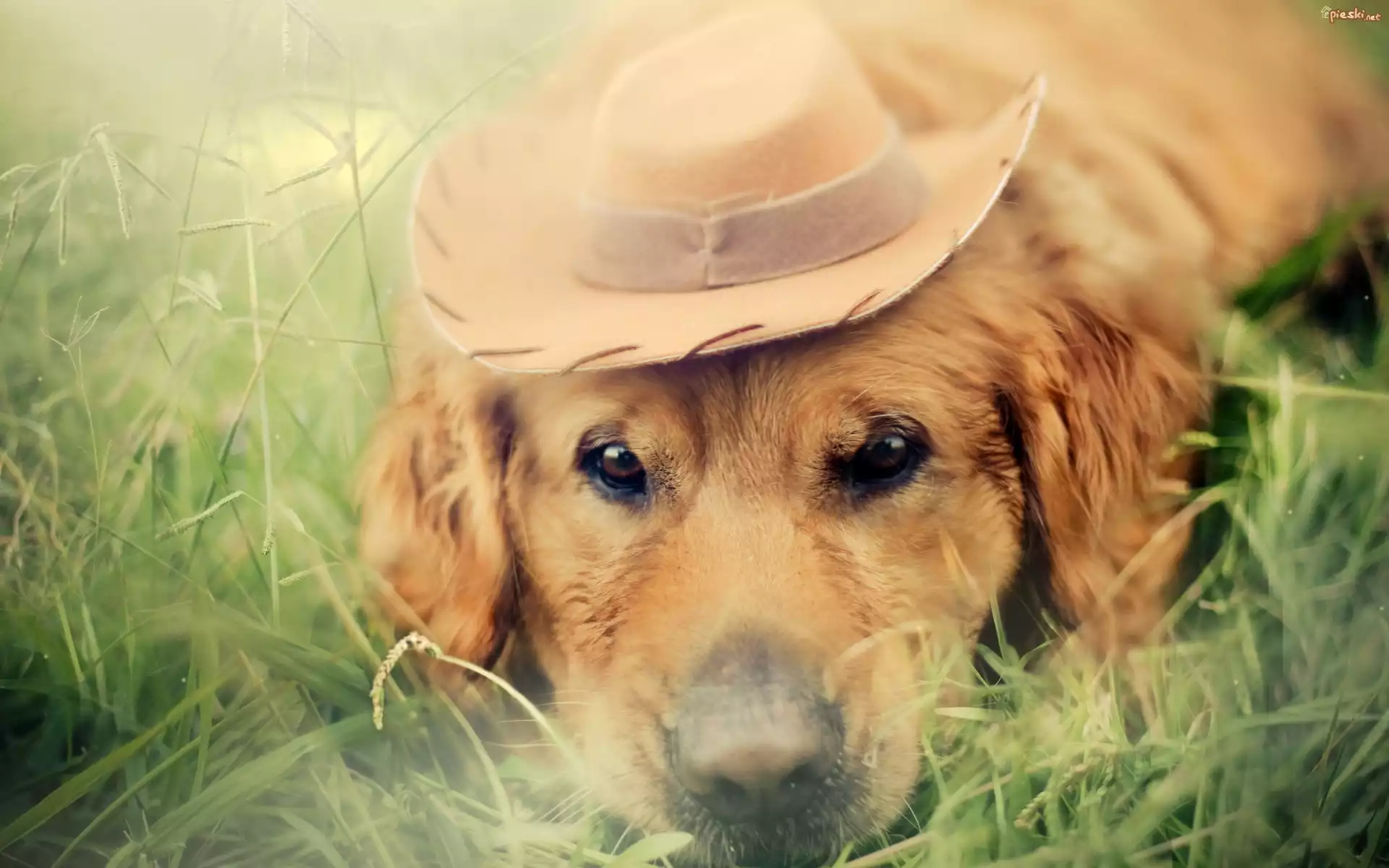 Pies, Golden retriever, Kapelusz, Trawa