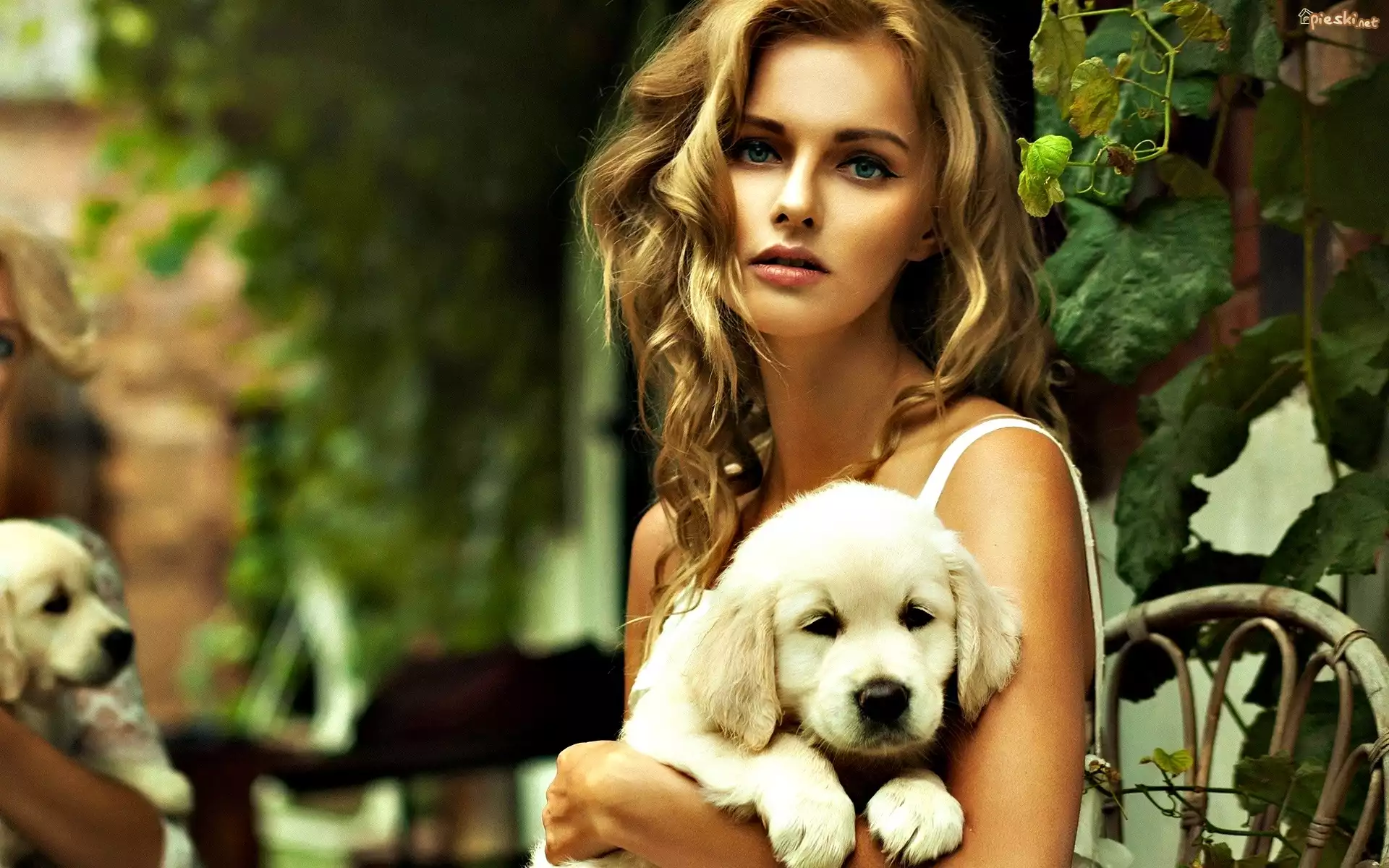 Blondynka, Kobieta, Pies, Szczeniak, Golden retriever