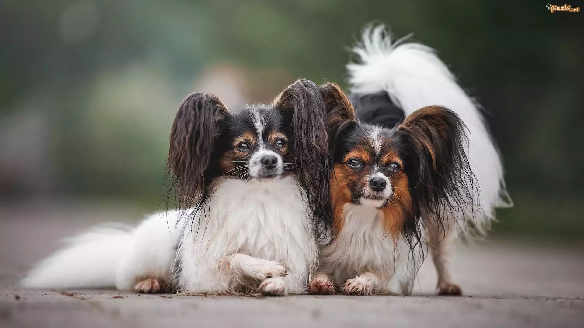 Dwa, Psy, Spaniele kontynentalne miniaturowe Papillon