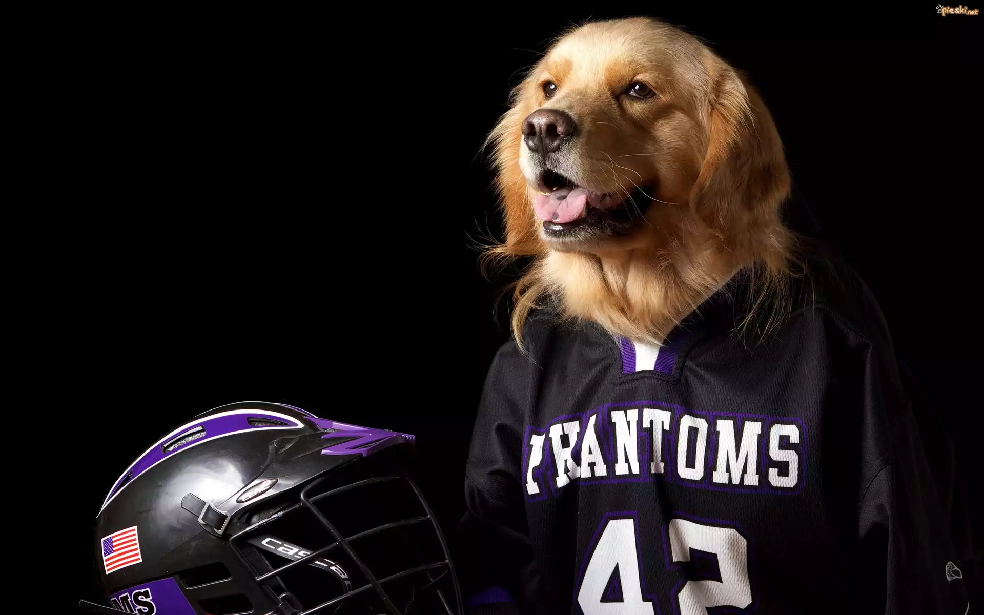 Pies, Golden retriever, Koszulka, Kask