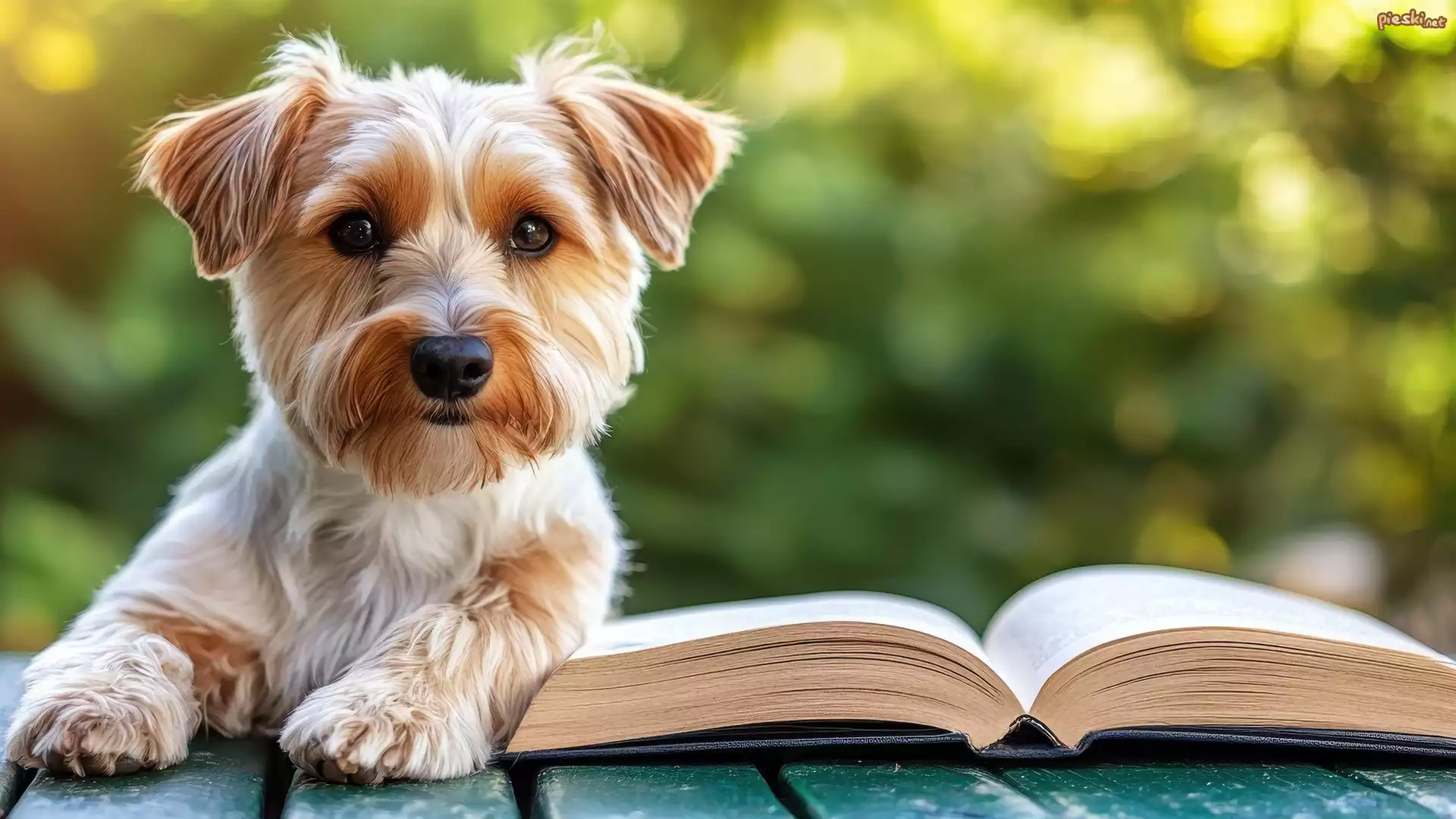 Pies, Yorkshire terrier, Książka