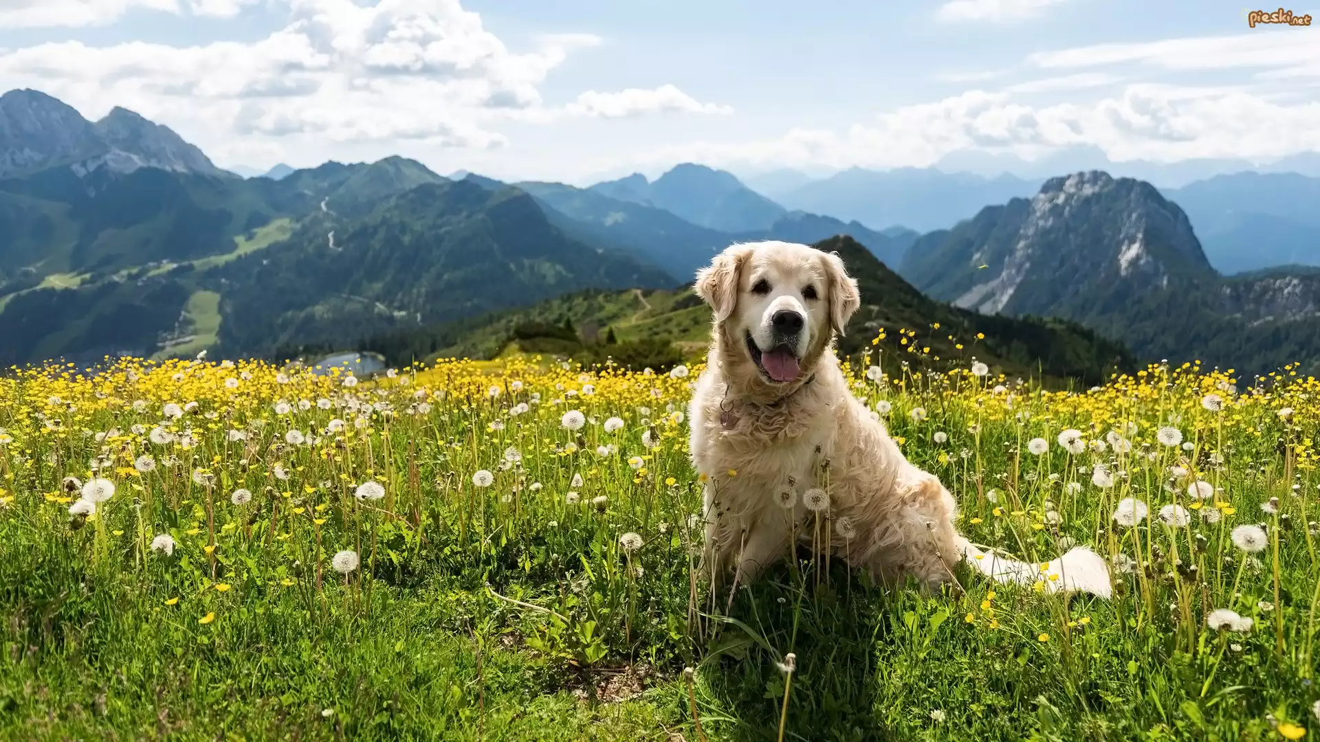 Pies, Golden retriever, Łąka, Kwiaty, Dmuchawce, Góry