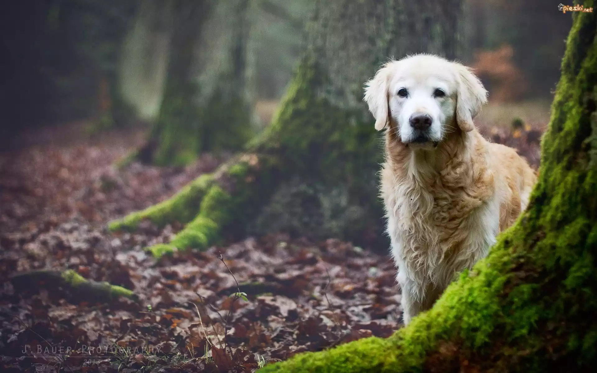 Las, Pnie, Drzew, Golden Retriever
