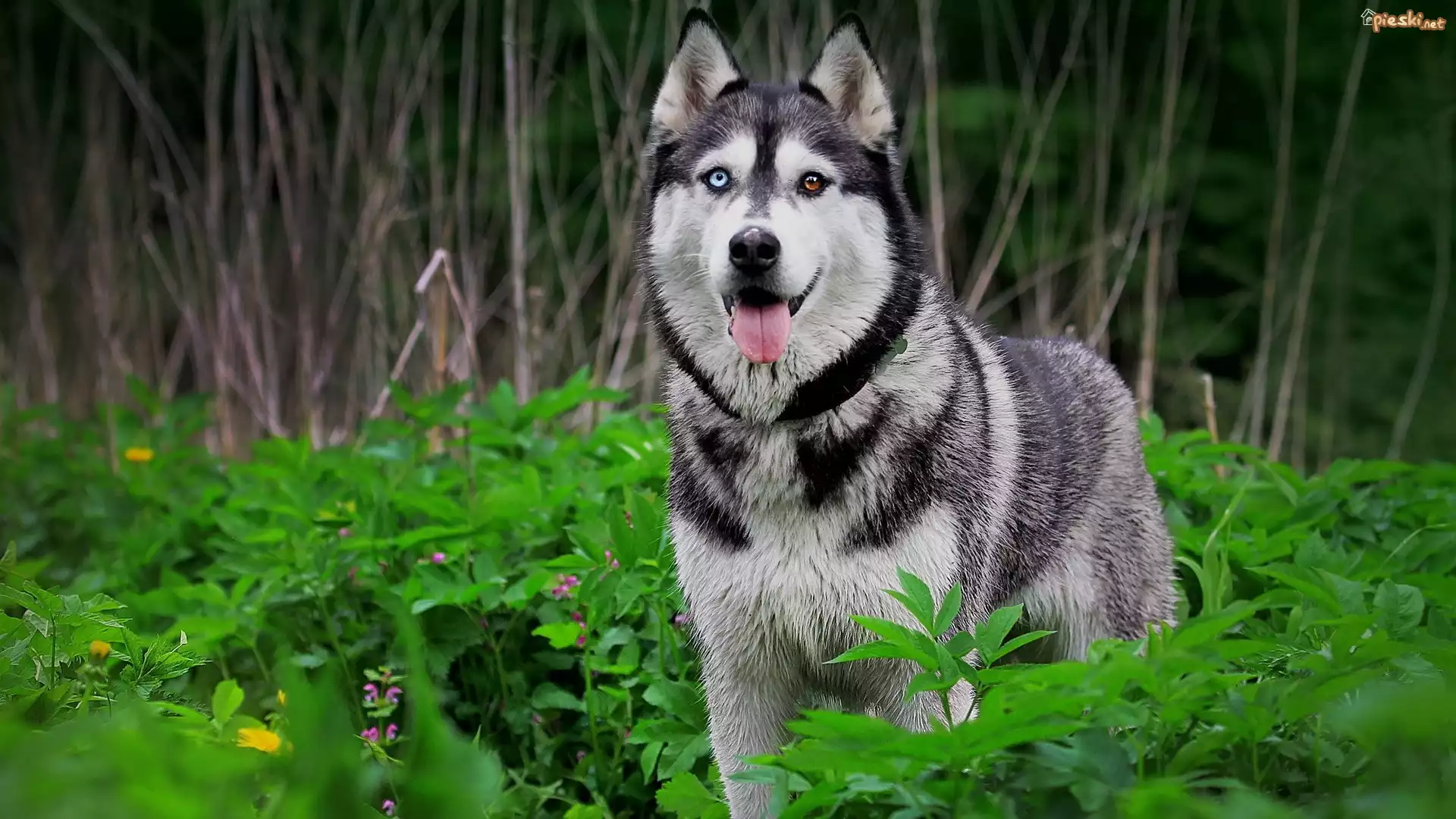 Las, Pies, Siberian Husky