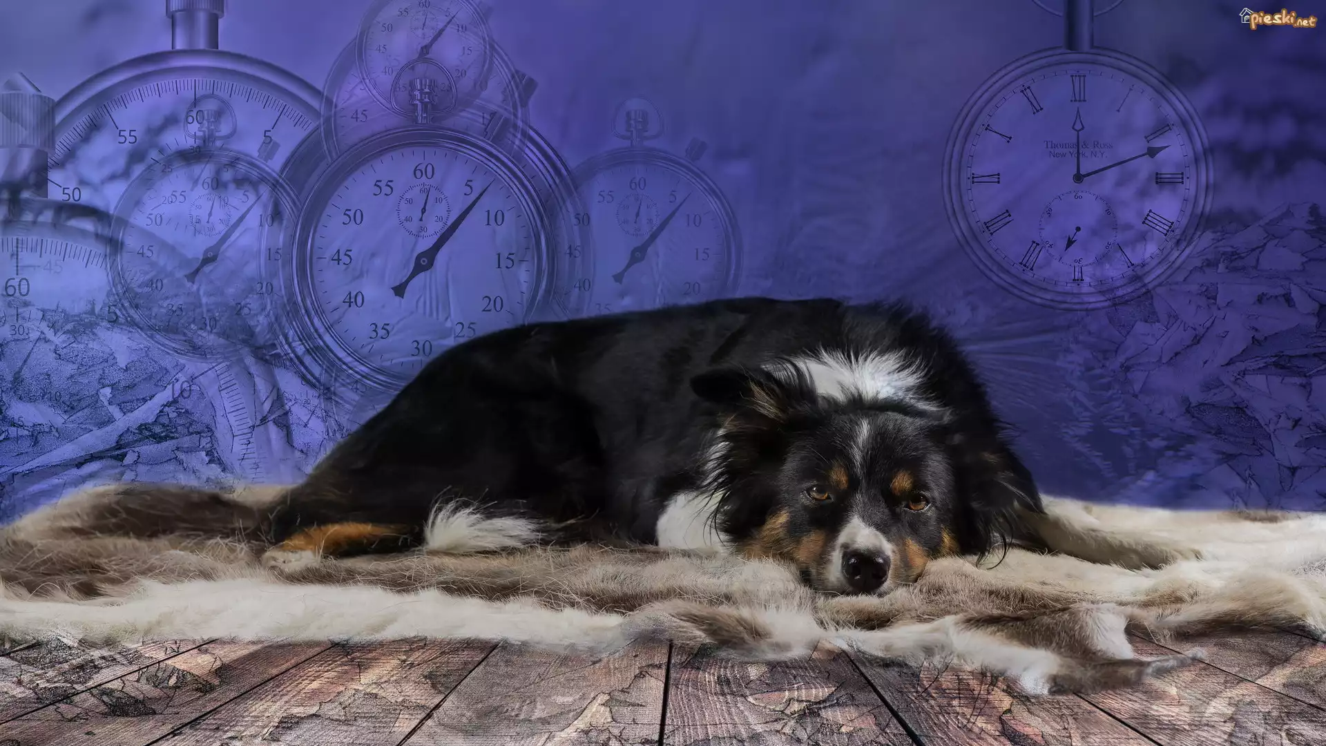 Leżący, Pies, Border collie, Zegary