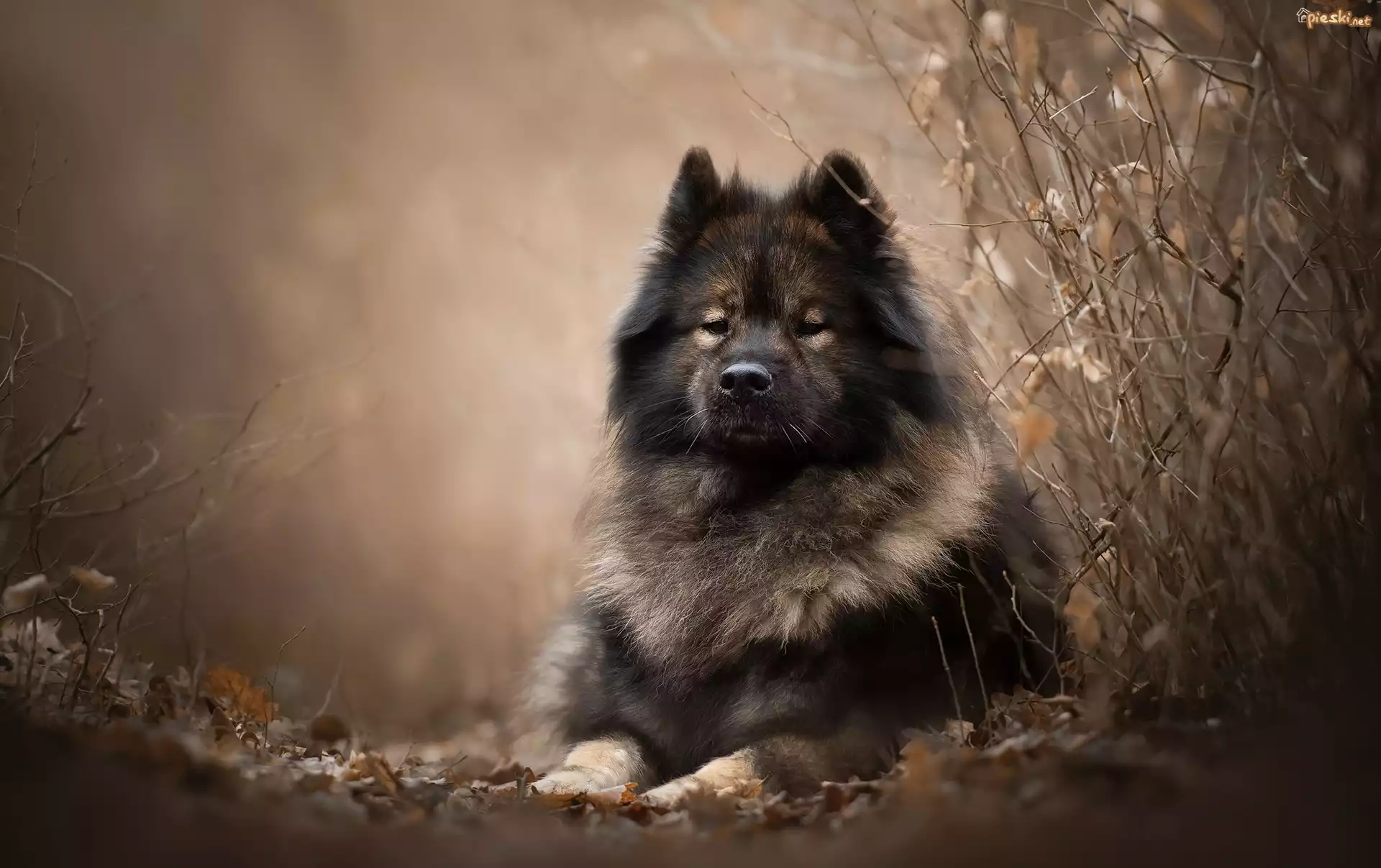 Leżący, Pies, Szpic, Eurasier, Gałązki
