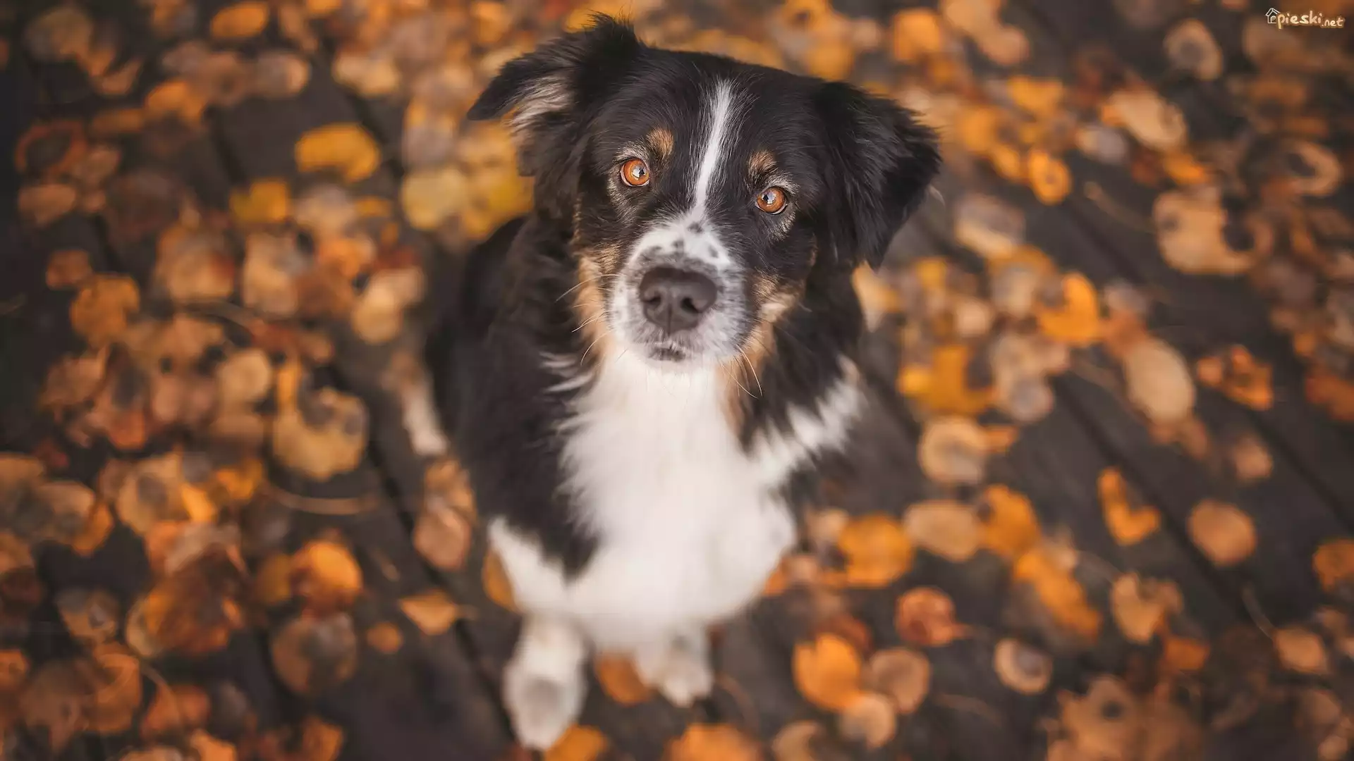 Pies, Border collie, Liście
