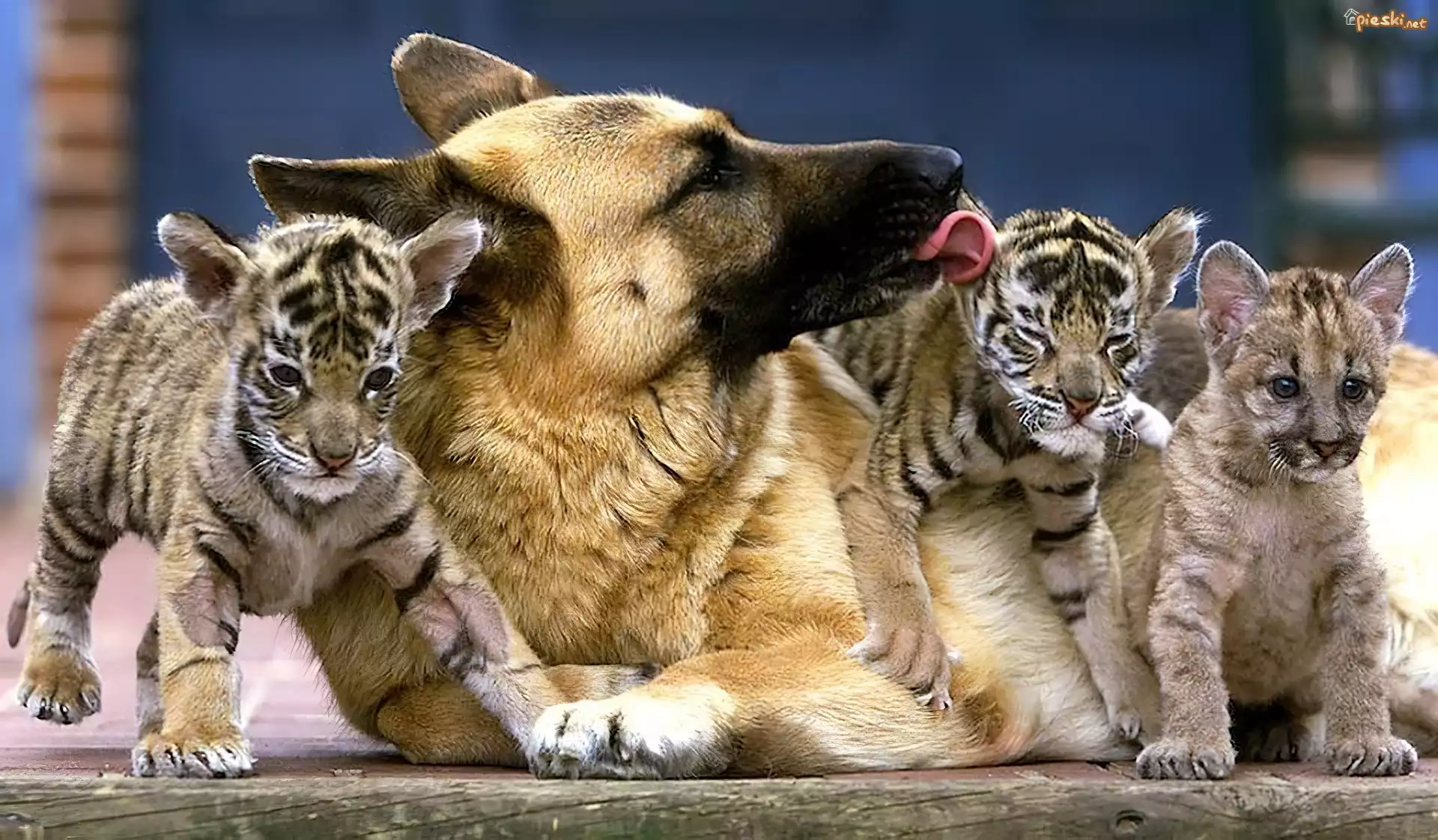 Pies, Małe, Tygryski