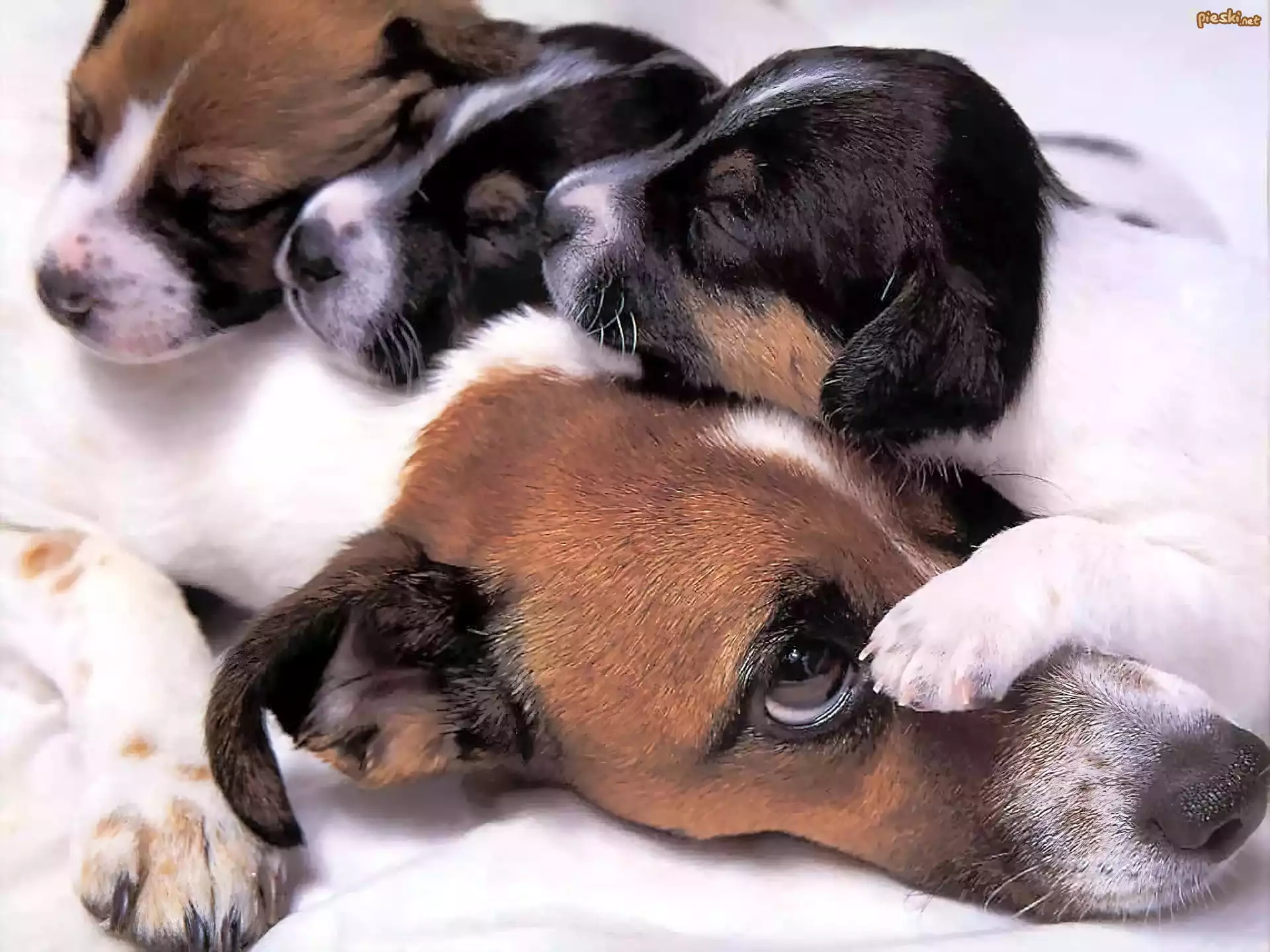 Psia, Mama, Szczeniaki, Beagle