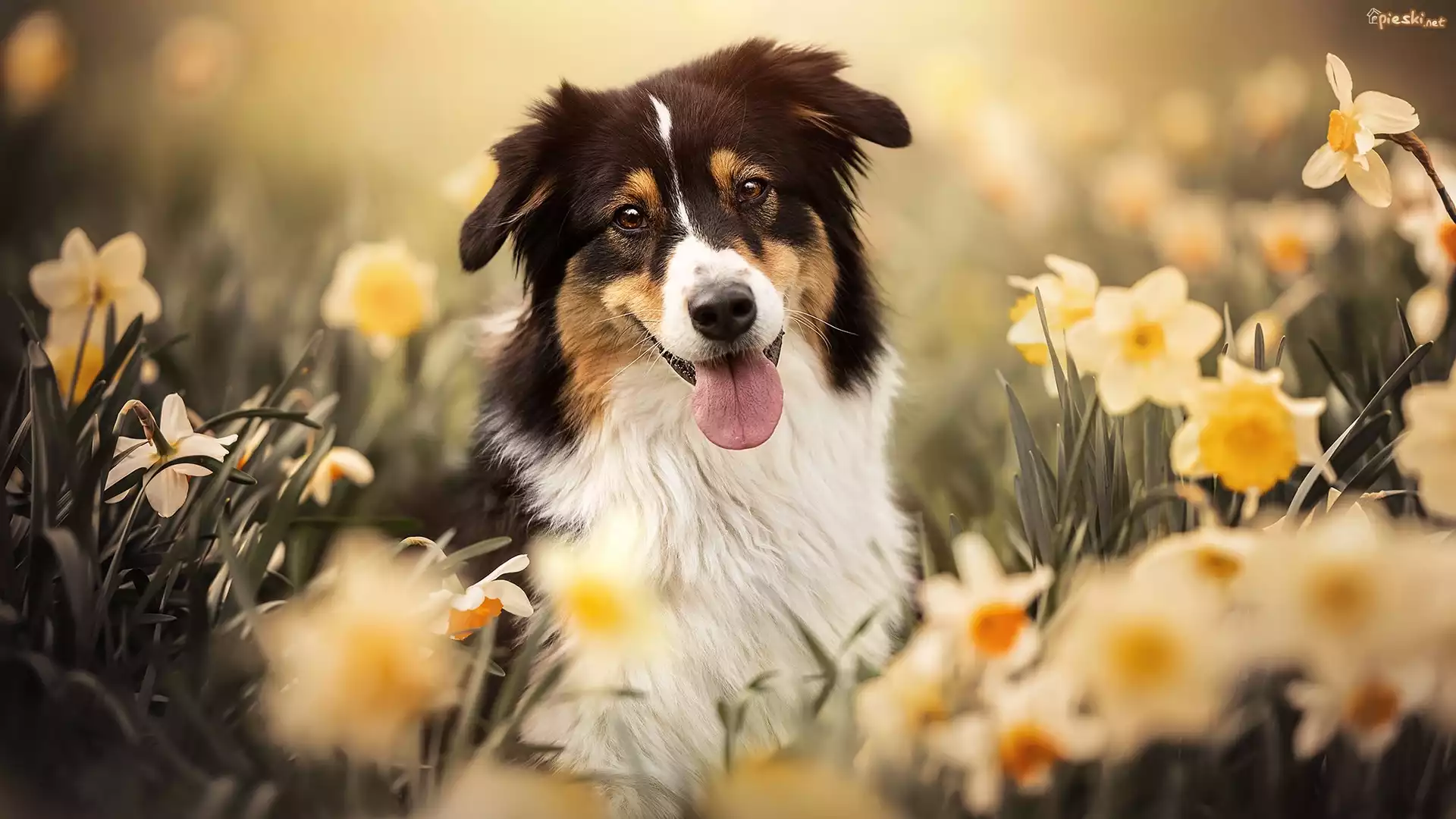 Pies, Owczarek australijski, Kwiaty, Narcyzy