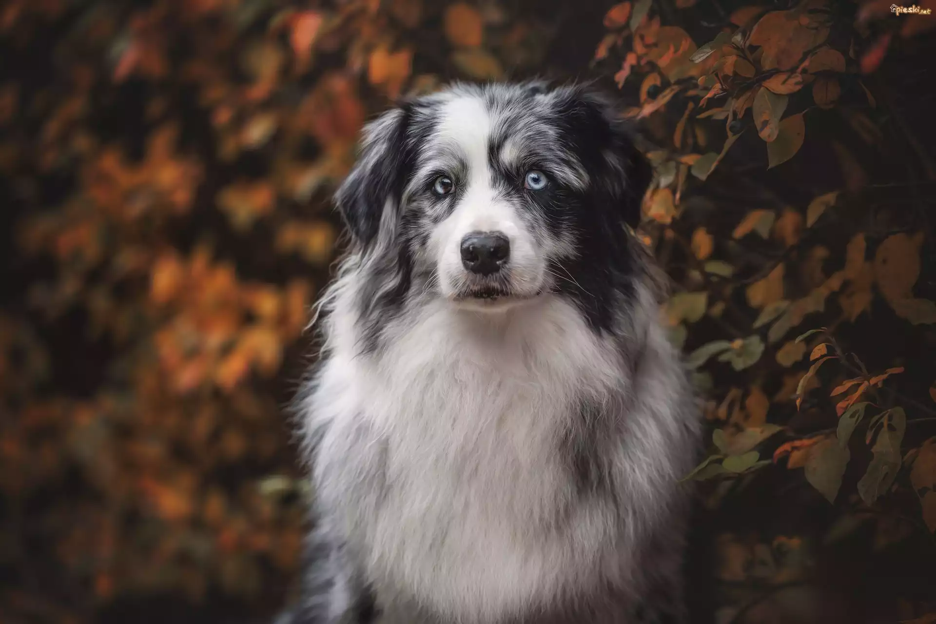 Pies, Biało-szary, Owczarek australijski, Liście