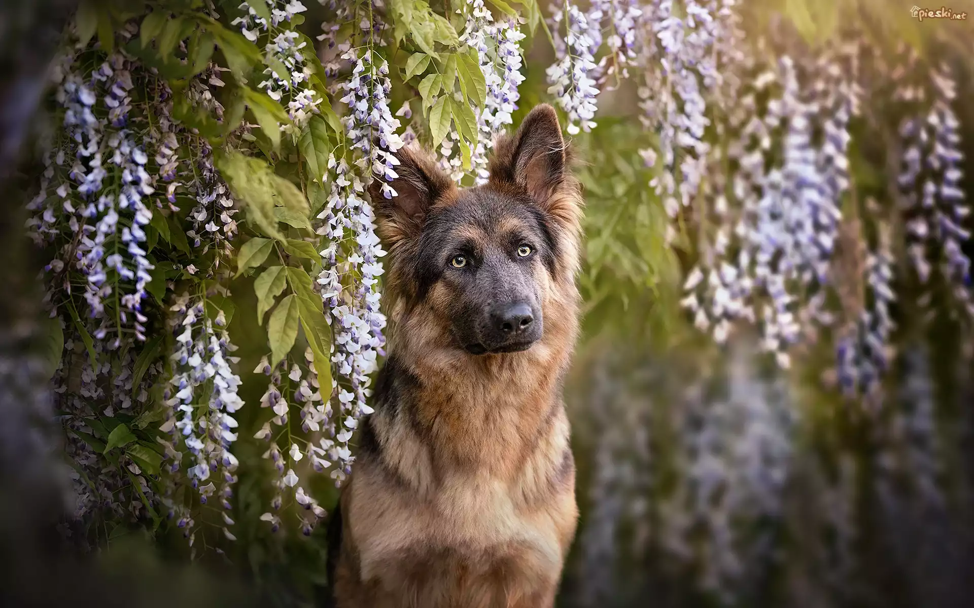 Pies, Owczarek niemiecki, Kwiaty, Glicynia