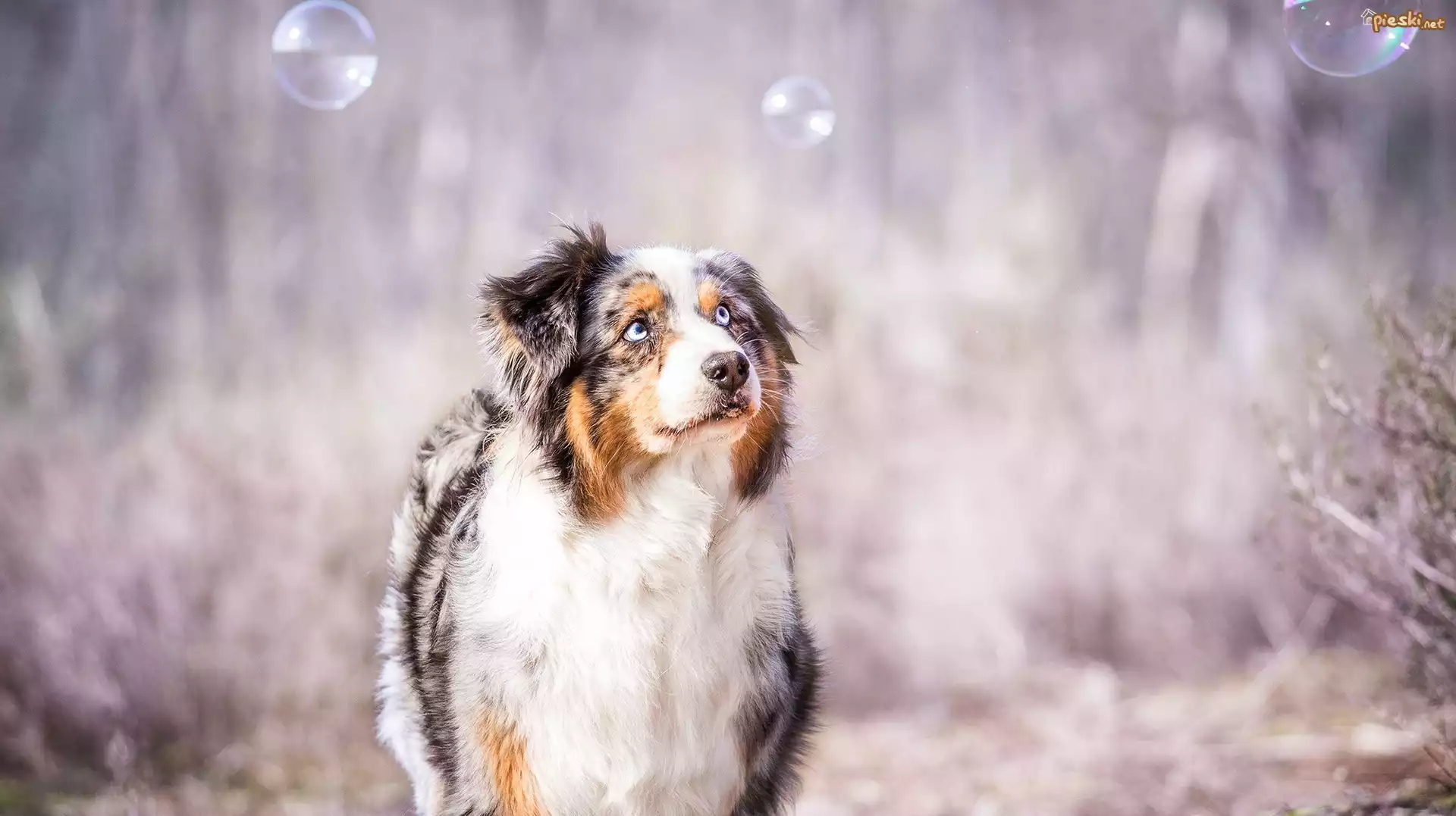 Owczarek australijski, Australian shepherd, Spojrzenie, Bańki