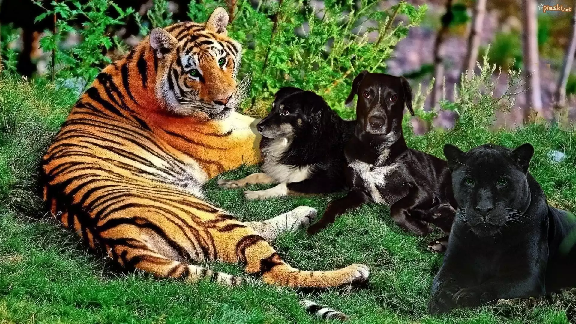 Psy, Pantera, Tygrys