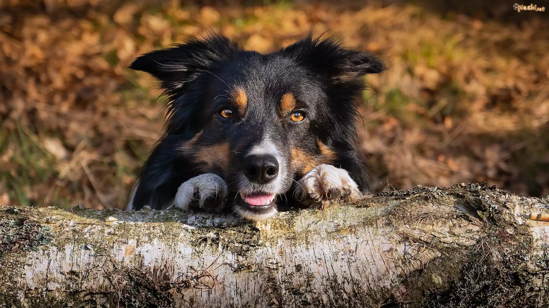 Pies, Border collie, Mordka, Łapki, Pień