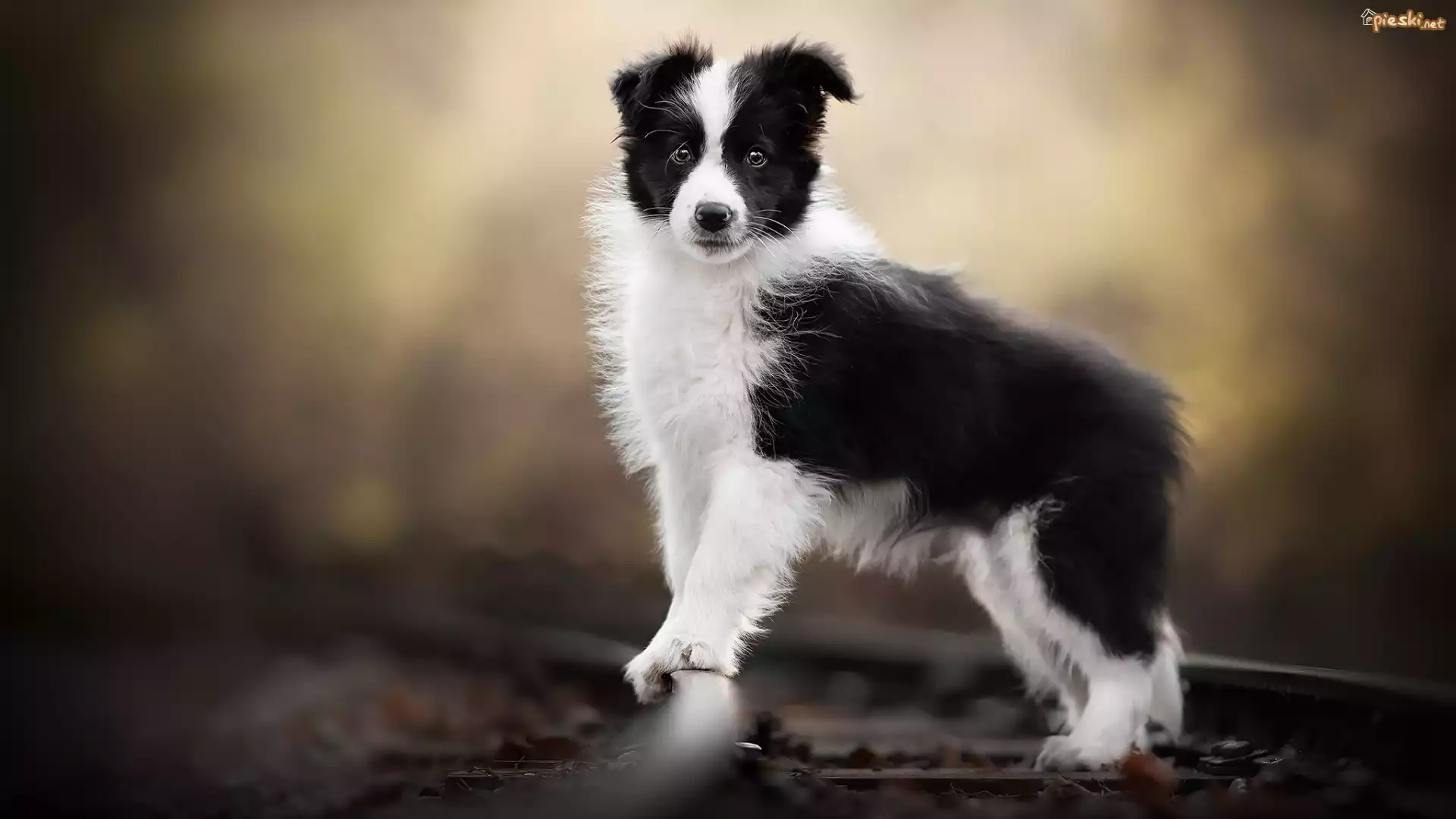 Pies, Szczeniak, Biało-czarny, Border collie