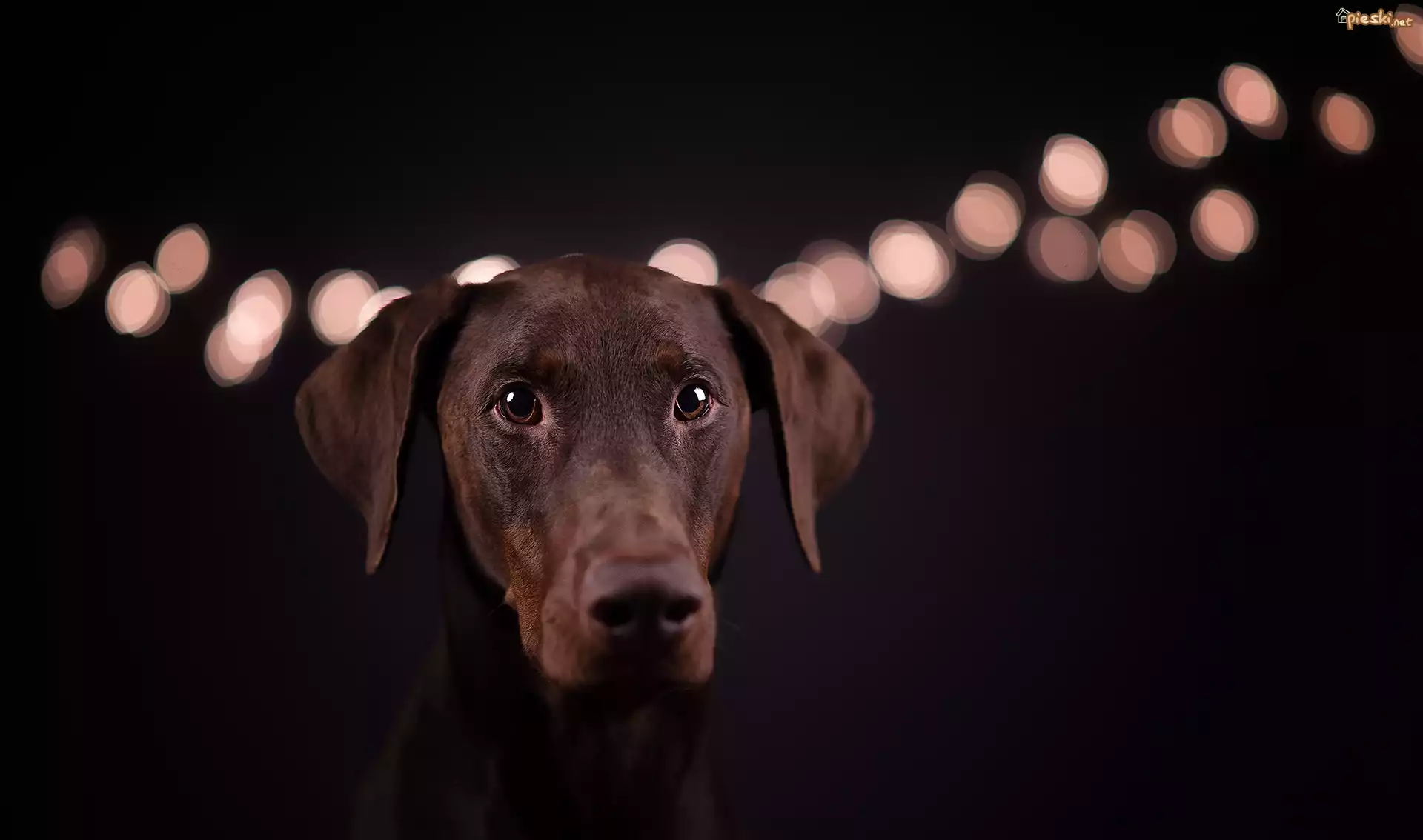Pies, Doberman, Światła, Czarne, Tło