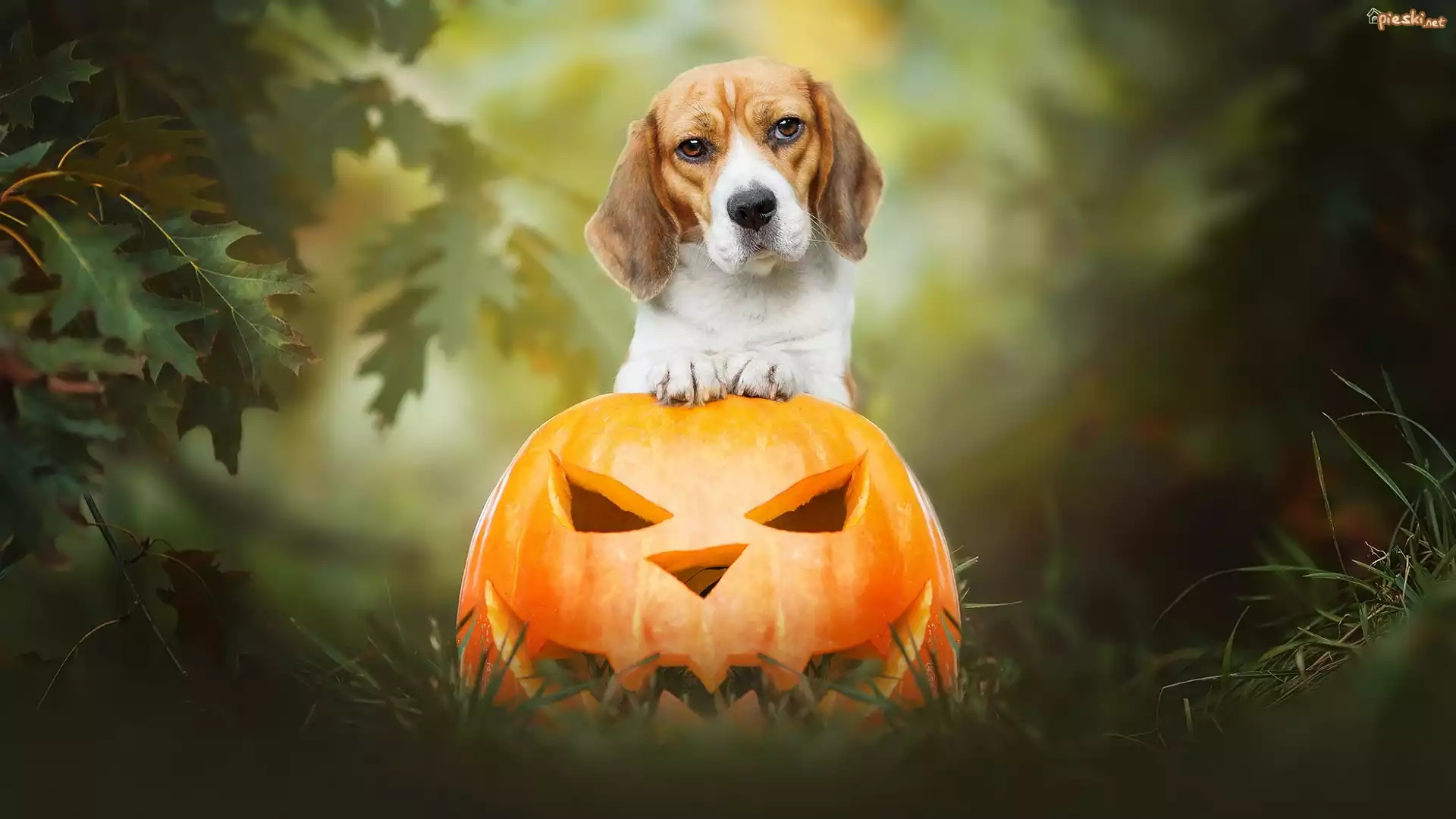 Pies, Beagle, Dynia, Halloween