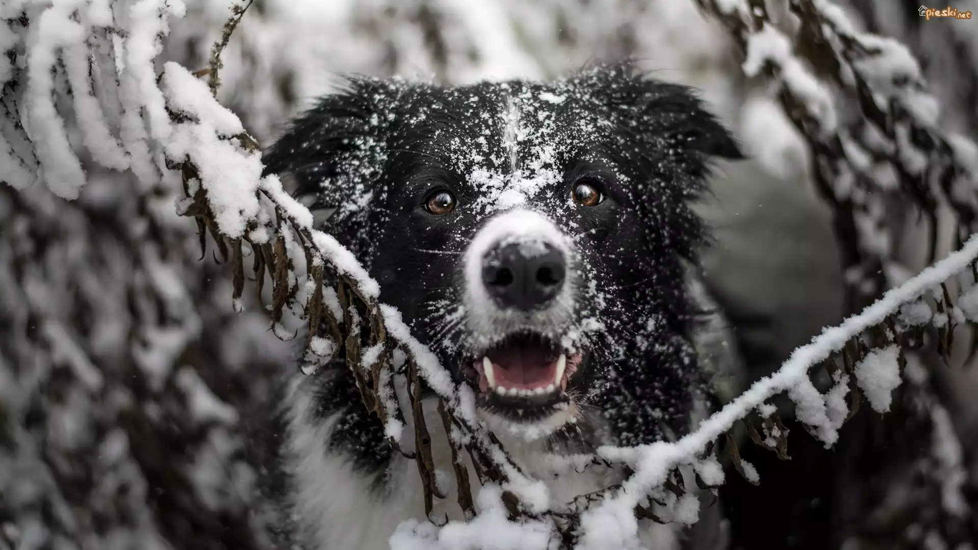 Pies, Border collie, Mordka, Gałązki, Śnieg