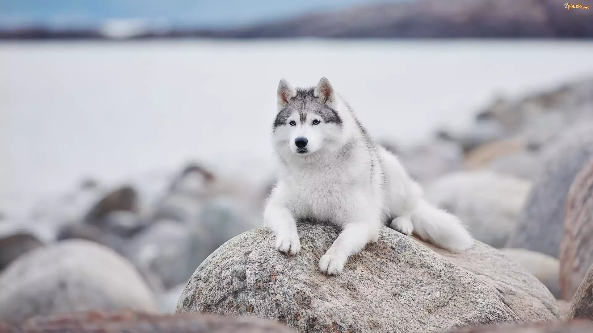 Pies, Leżący, Siberian husky, Kamień