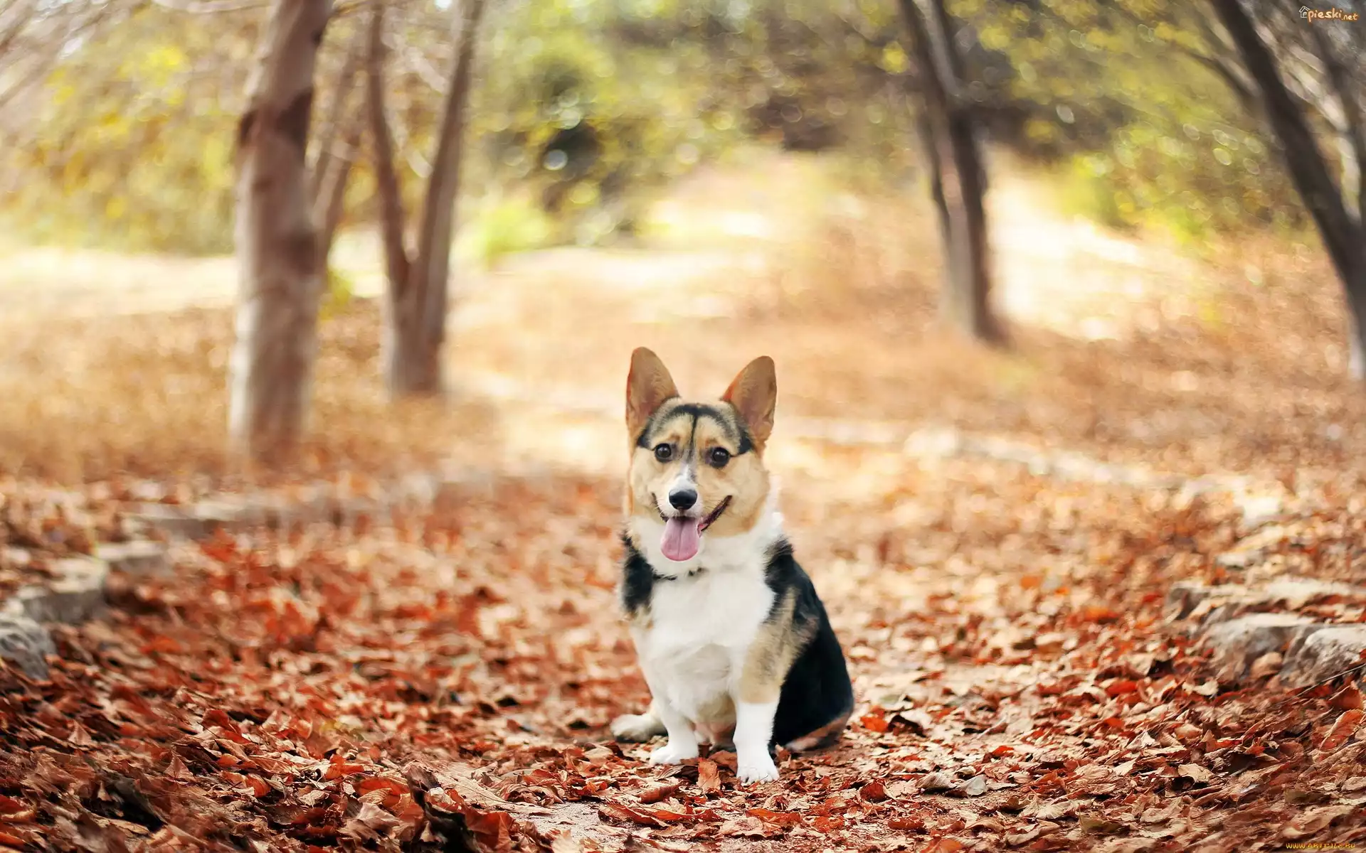 Pies, Corgi, Jesień, Liście